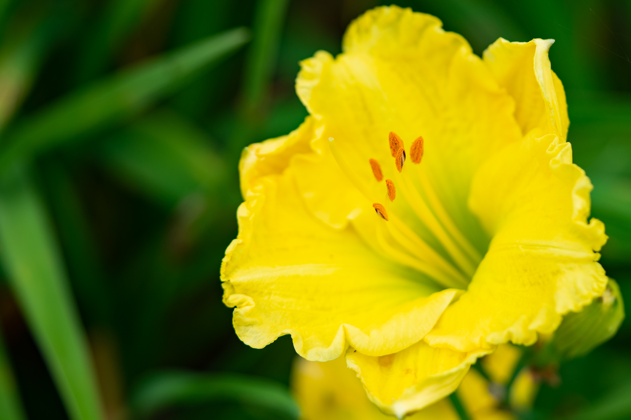 f:id:Paradisia:20190709072932j:plain f:id:Paradisia:20190709072932j:plain