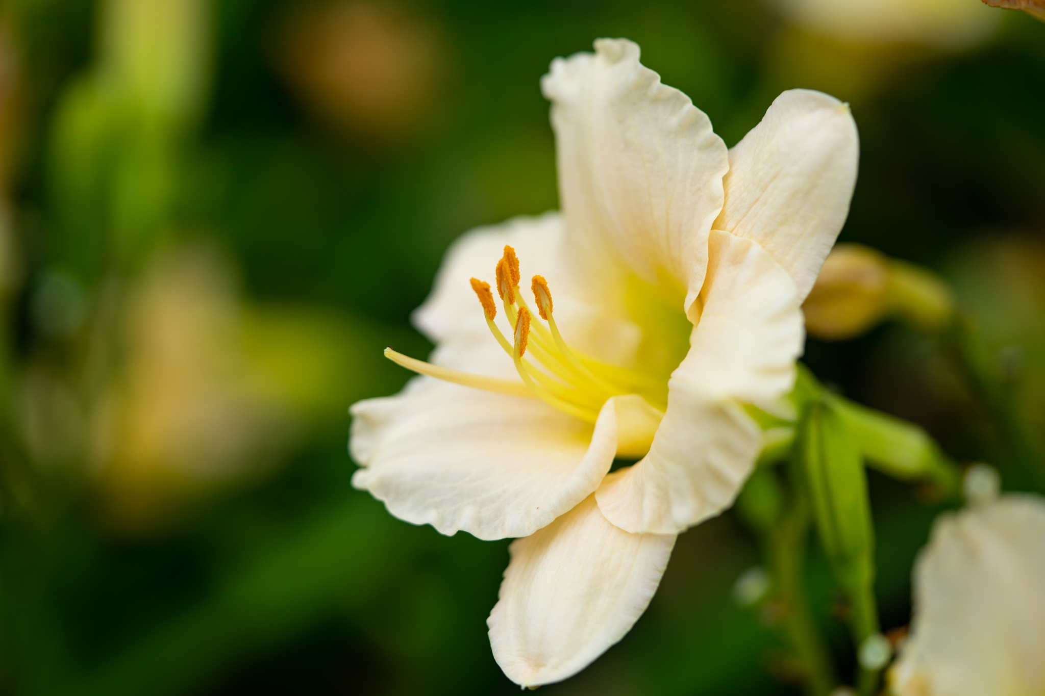 f:id:Paradisia:20190709073135j:plain f:id:Paradisia:20190709073135j:plain