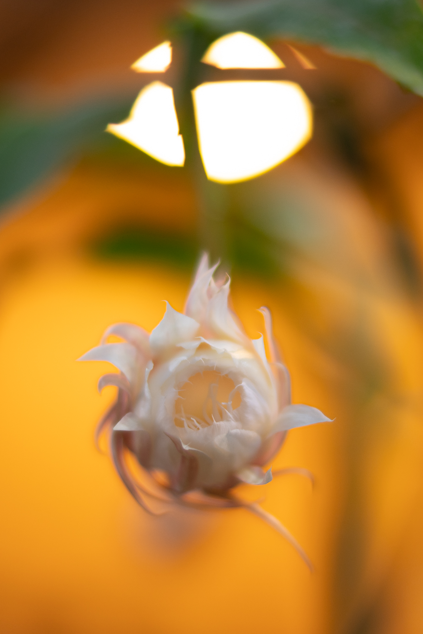 f:id:Paradisia:20190710190522j:plain f:id:Paradisia:20190710190522j:plain