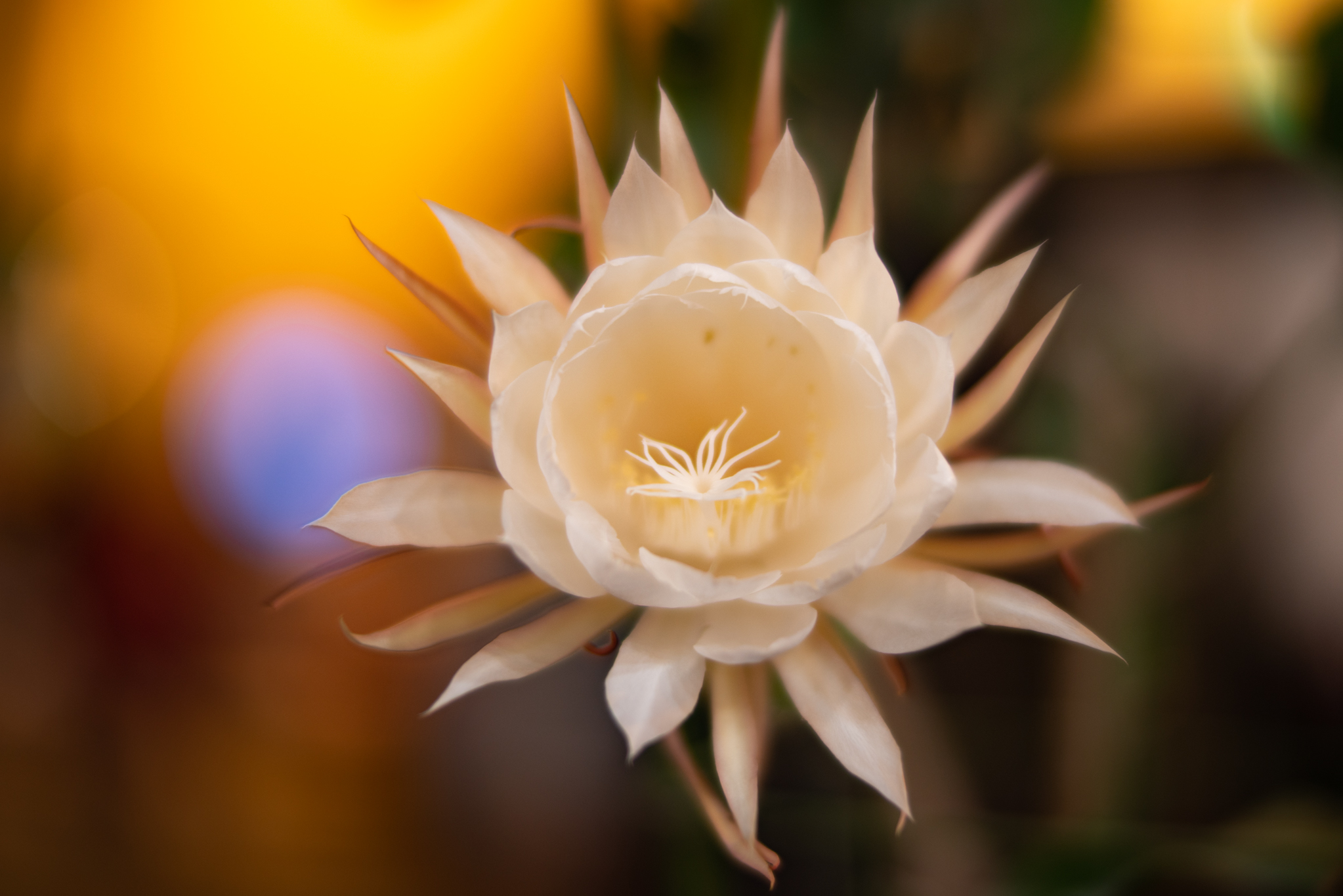 f:id:Paradisia:20190710193554j:plain f:id:Paradisia:20190710193554j:plain