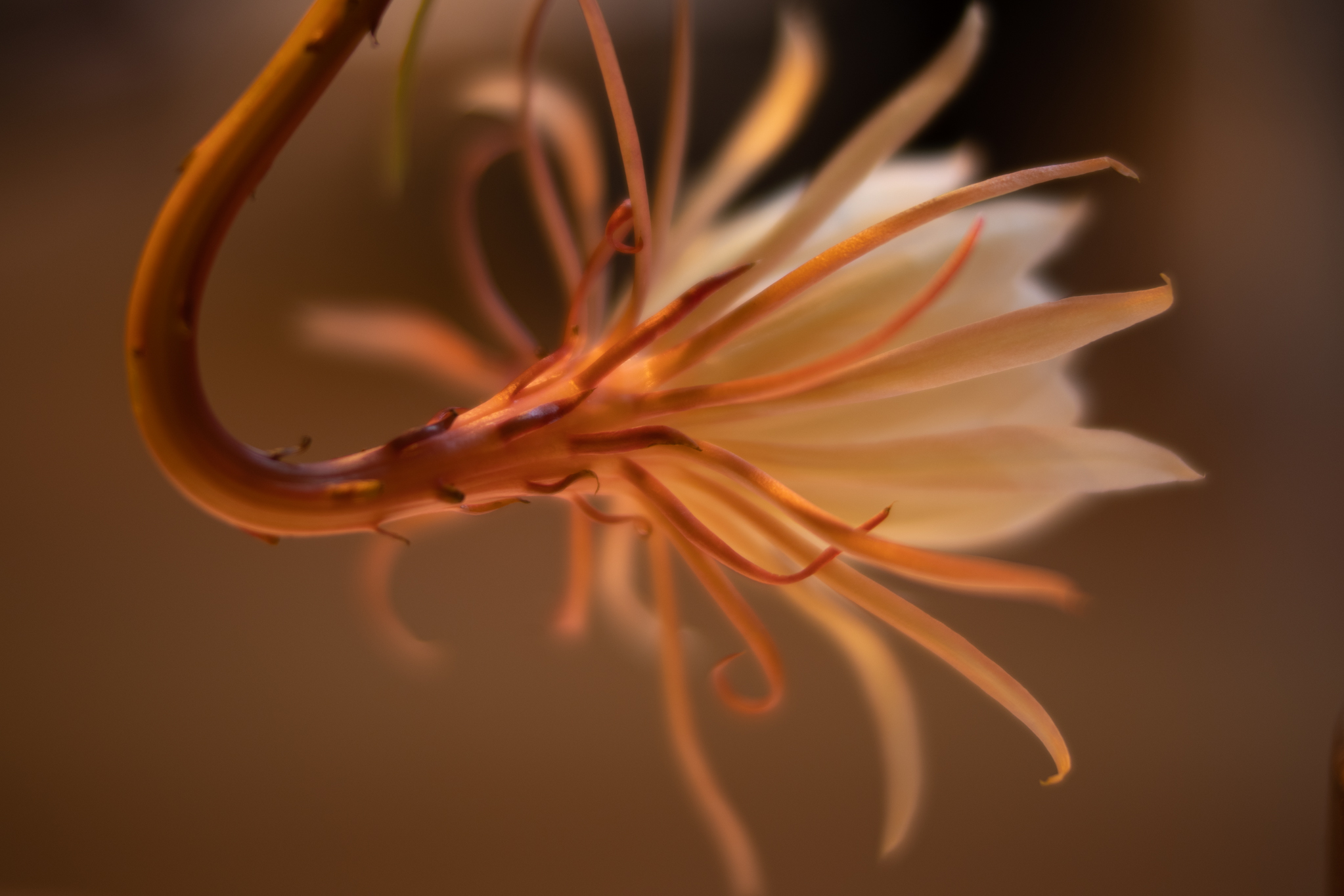 f:id:Paradisia:20190710200127j:plain f:id:Paradisia:20190710200127j:plain