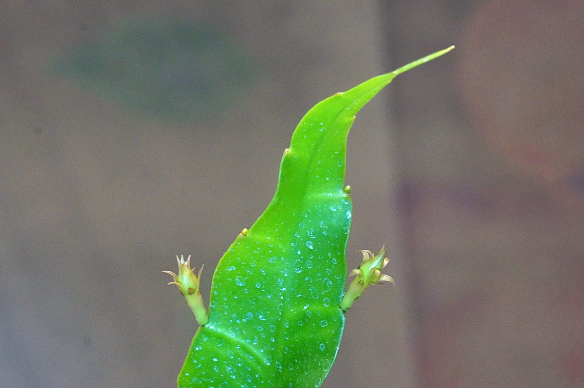 f:id:Paradisia:20190710213920j:plain f:id:Paradisia:20190710213920j:plain