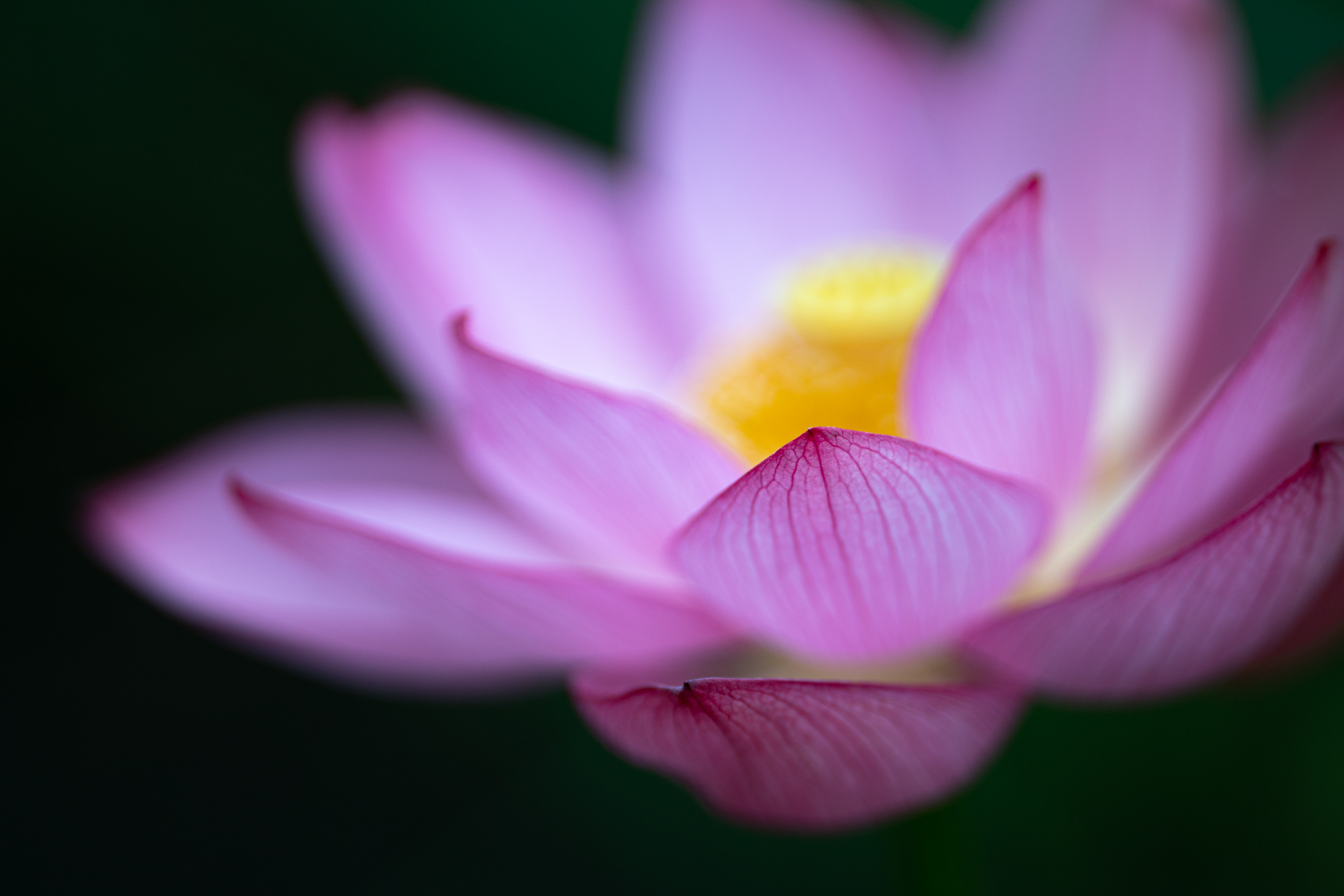 f:id:Paradisia:20190713192211j:plain f:id:Paradisia:20190713192211j:plain