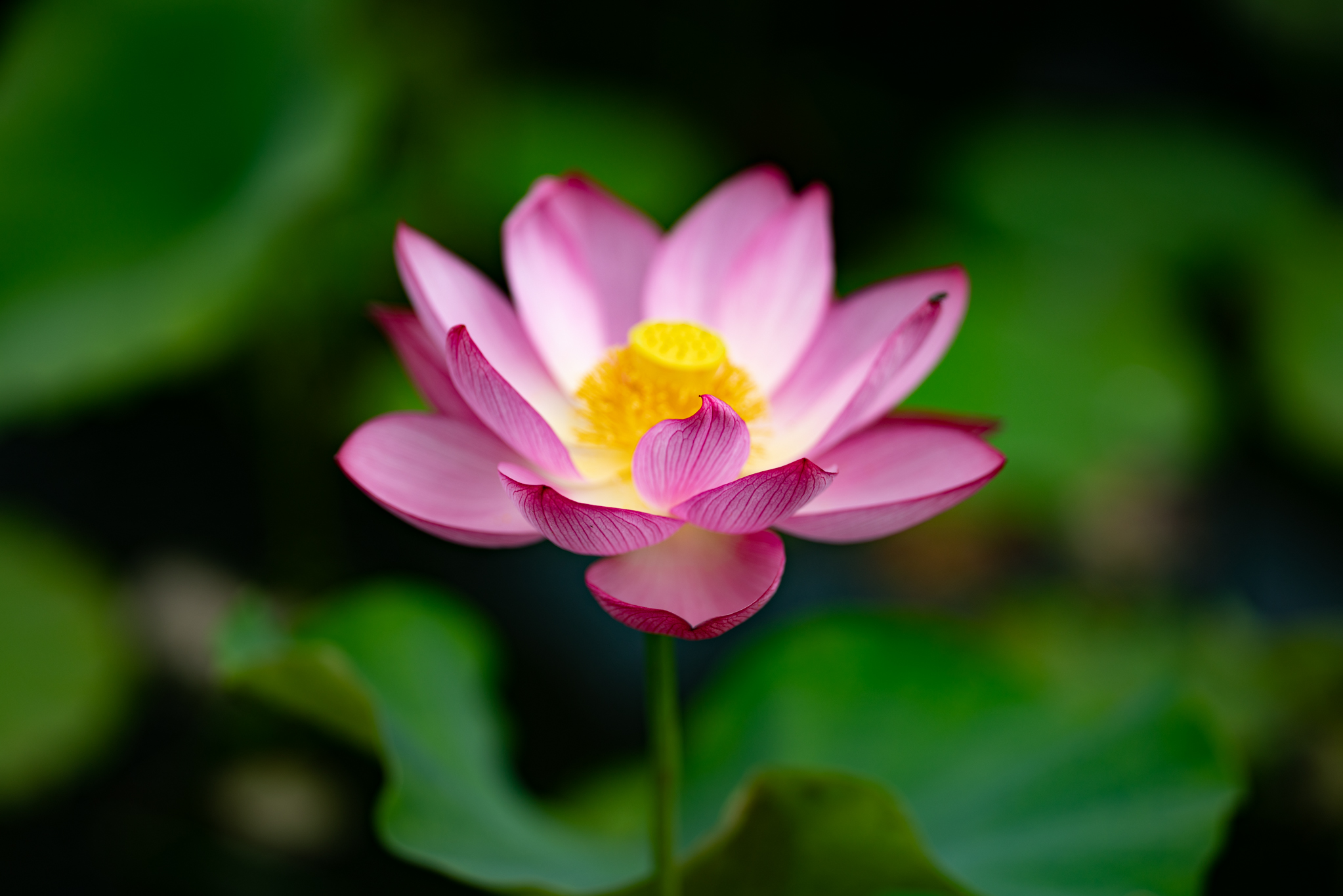 f:id:Paradisia:20190713192849j:plain f:id:Paradisia:20190713192849j:plain