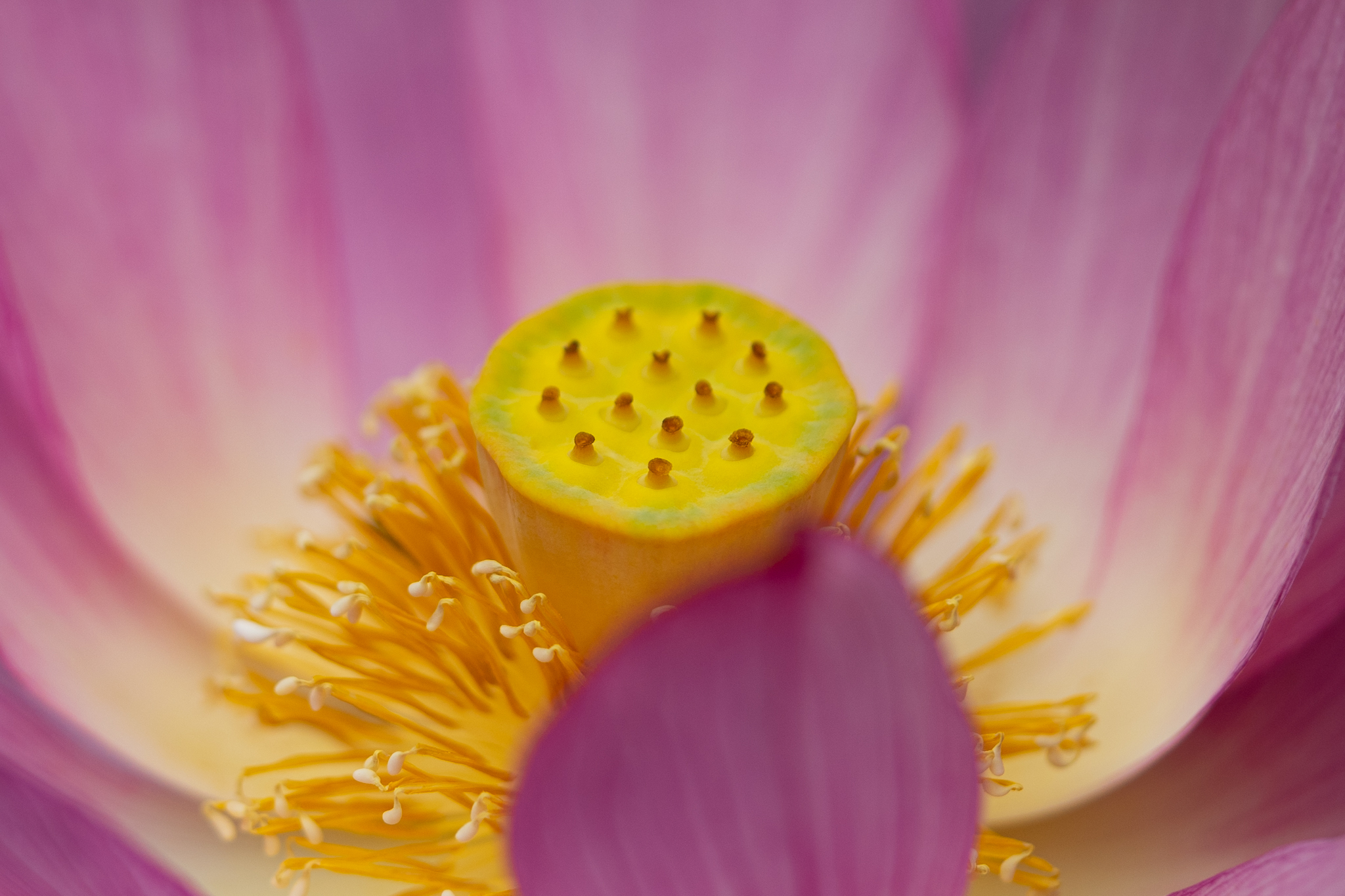 f:id:Paradisia:20190714074602j:plain f:id:Paradisia:20190714074602j:plain