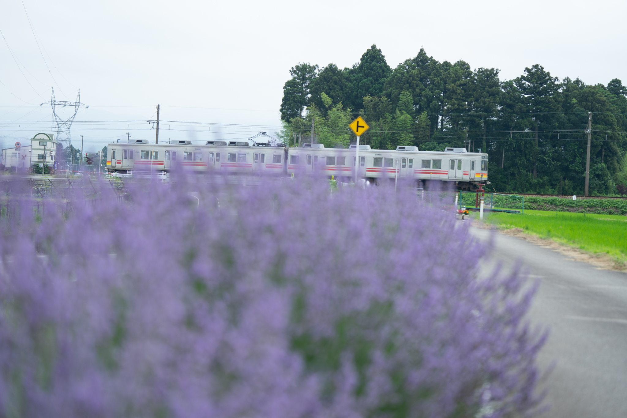 f:id:Paradisia:20190714081658j:plain