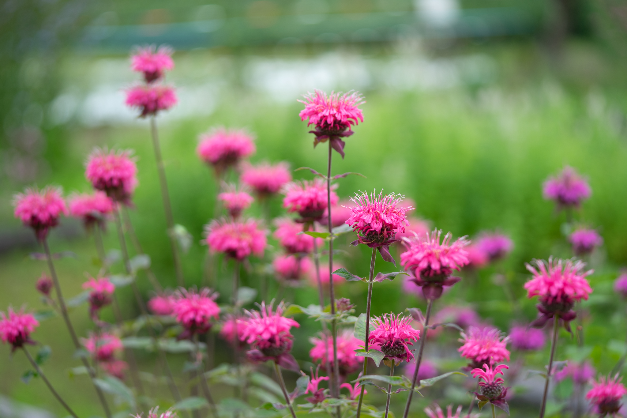 f:id:Paradisia:20190714083257j:plain f:id:Paradisia:20190714083257j:plain