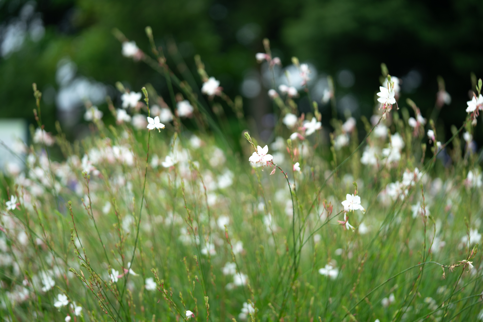 f:id:Paradisia:20190714083341j:plain f:id:Paradisia:20190714083341j:plain