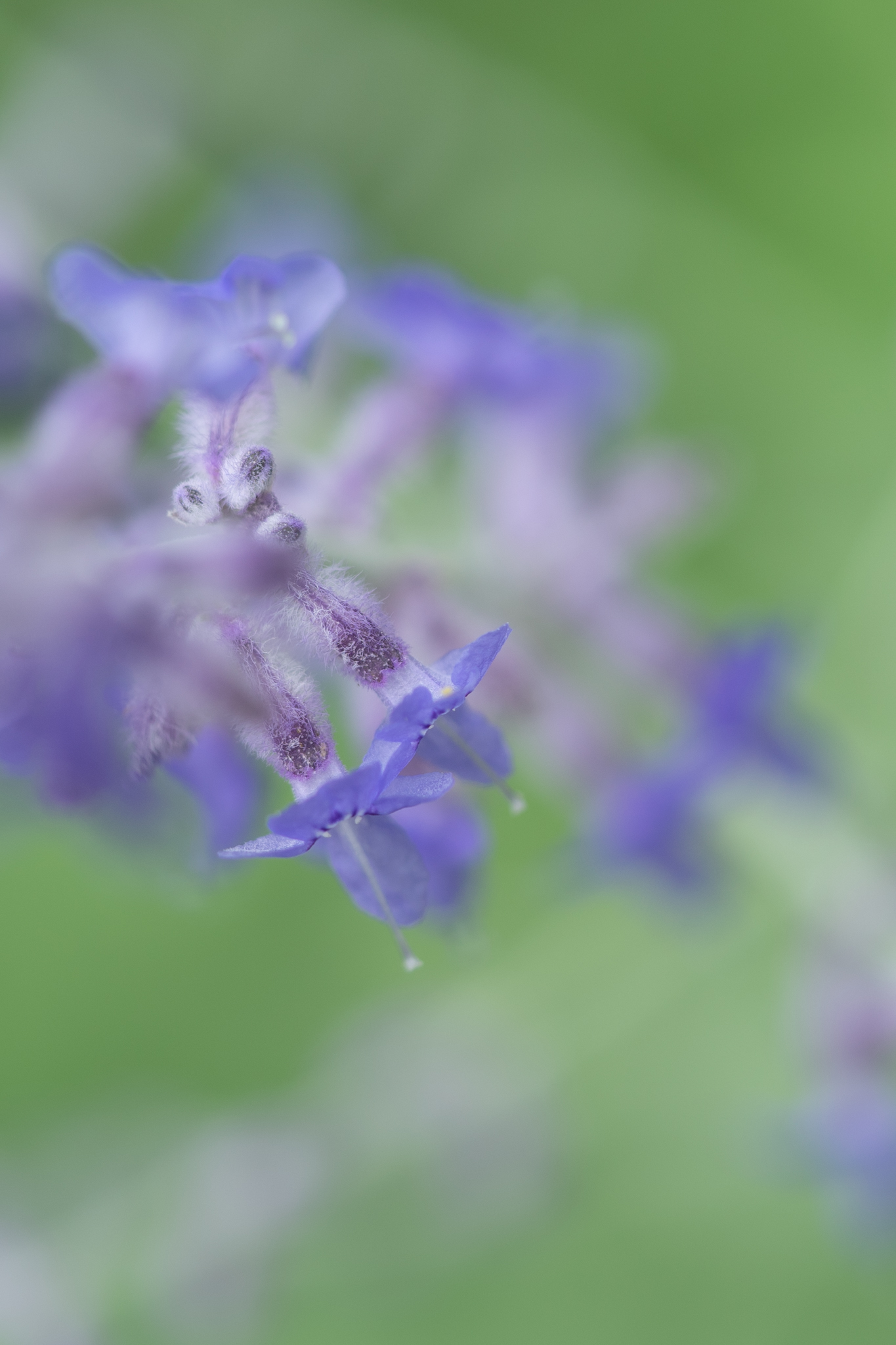 f:id:Paradisia:20190714083516j:plain f:id:Paradisia:20190714083516j:plain