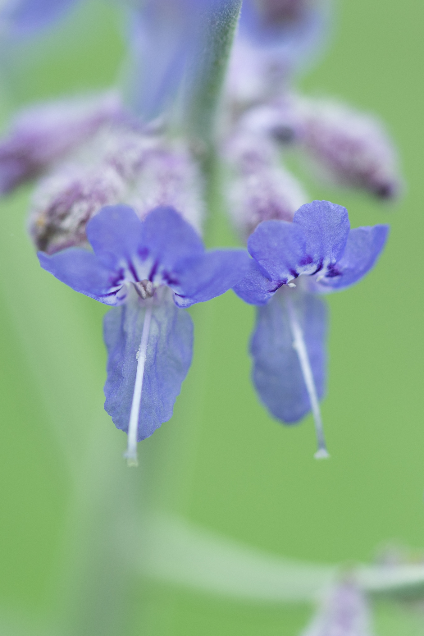 f:id:Paradisia:20190714083533j:plain f:id:Paradisia:20190714083533j:plain