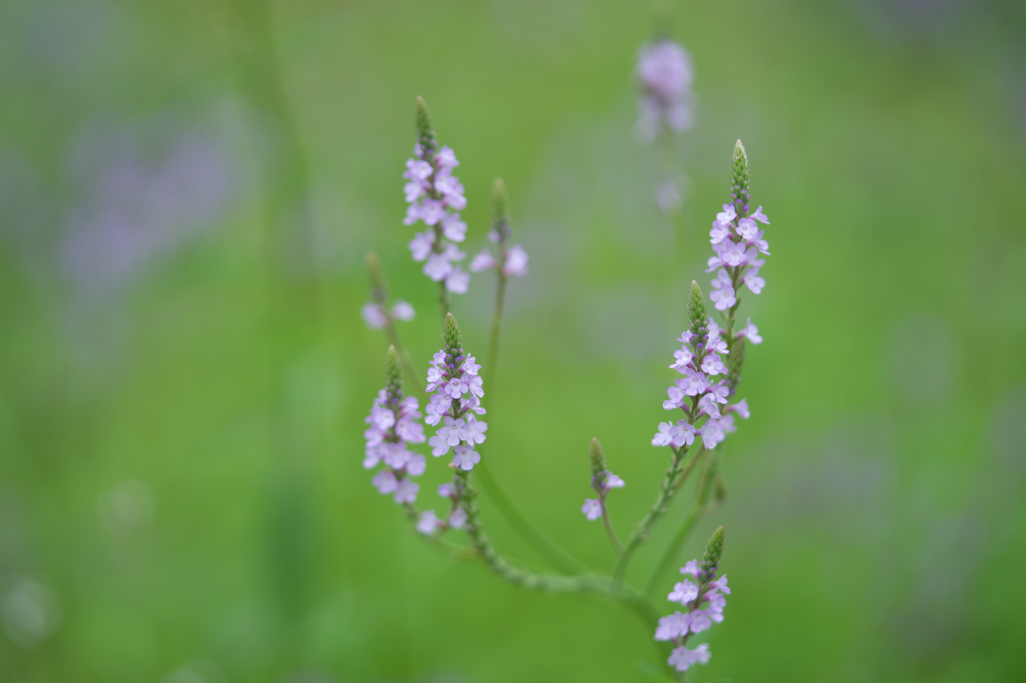 f:id:Paradisia:20190714083622j:plain f:id:Paradisia:20190714083622j:plain