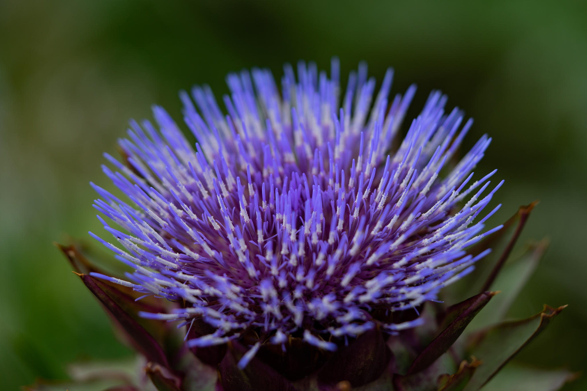 f:id:Paradisia:20190714104022j:plain f:id:Paradisia:20190714104022j:plain