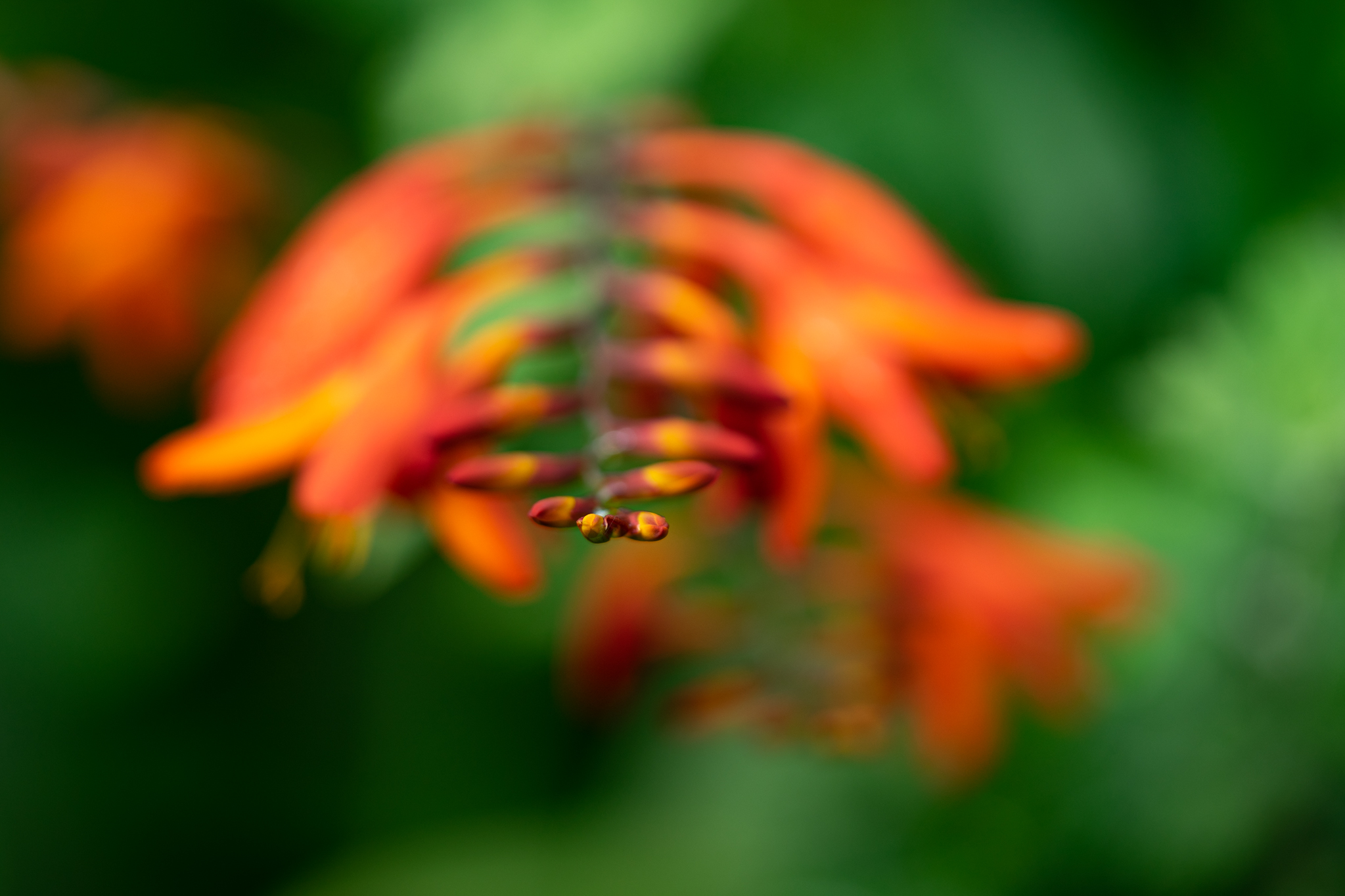f:id:Paradisia:20190714202942j:plain f:id:Paradisia:20190714202942j:plain