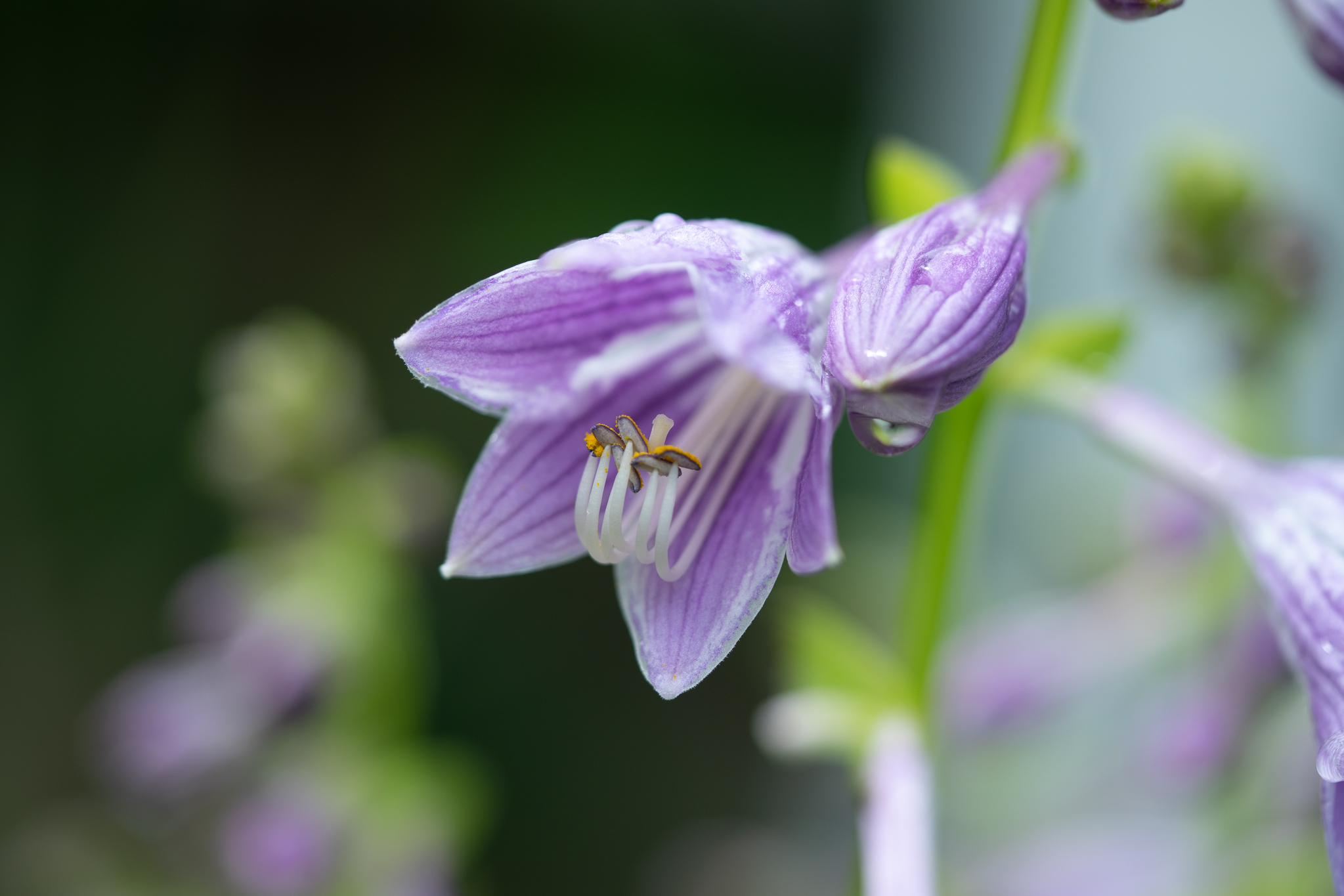 f:id:Paradisia:20190714203048j:plain f:id:Paradisia:20190714203048j:plain