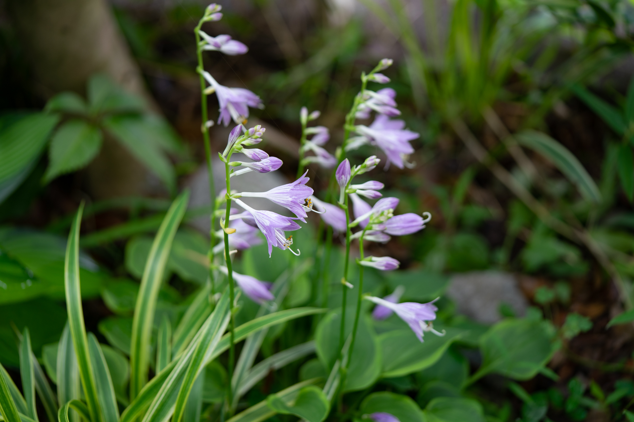 f:id:Paradisia:20190714203108j:plain f:id:Paradisia:20190714203108j:plain