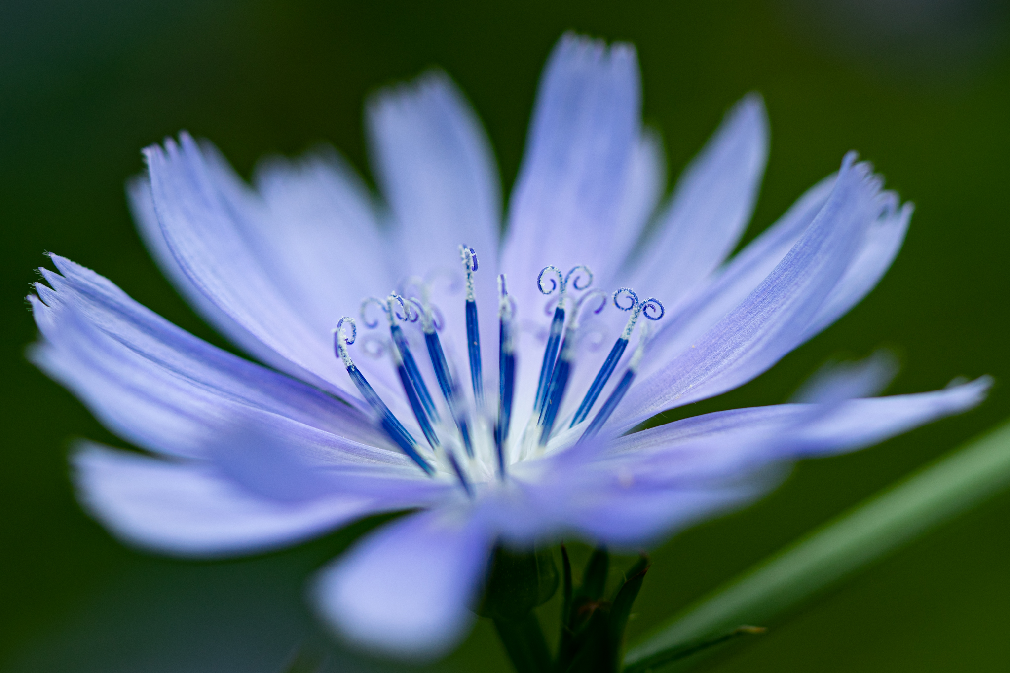 f:id:Paradisia:20190716145731j:plain f:id:Paradisia:20190716145731j:plain