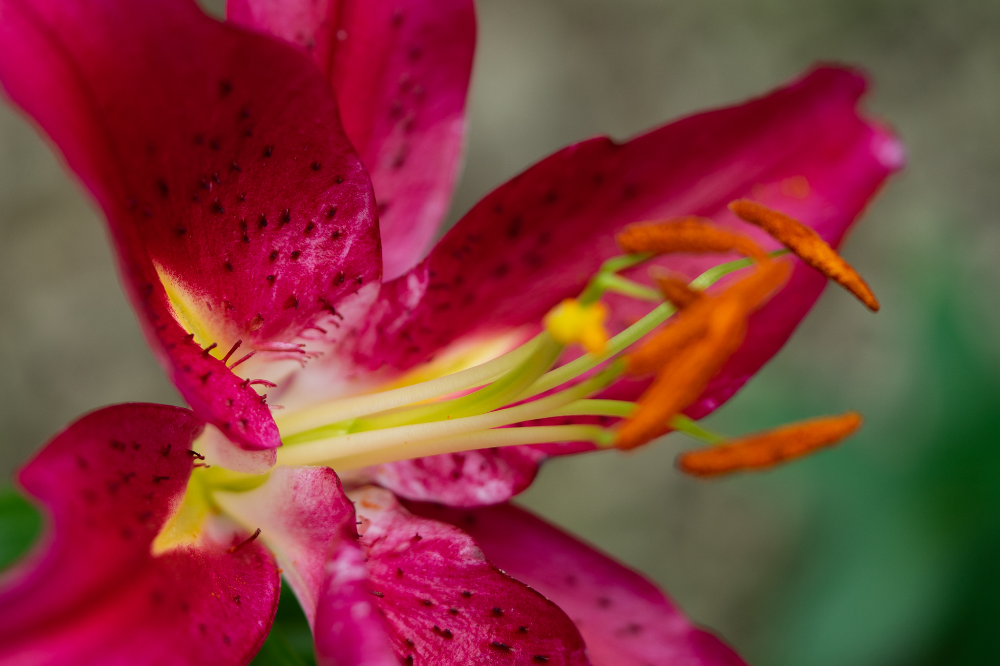 f:id:Paradisia:20190717200924j:plain f:id:Paradisia:20190717200924j:plain
