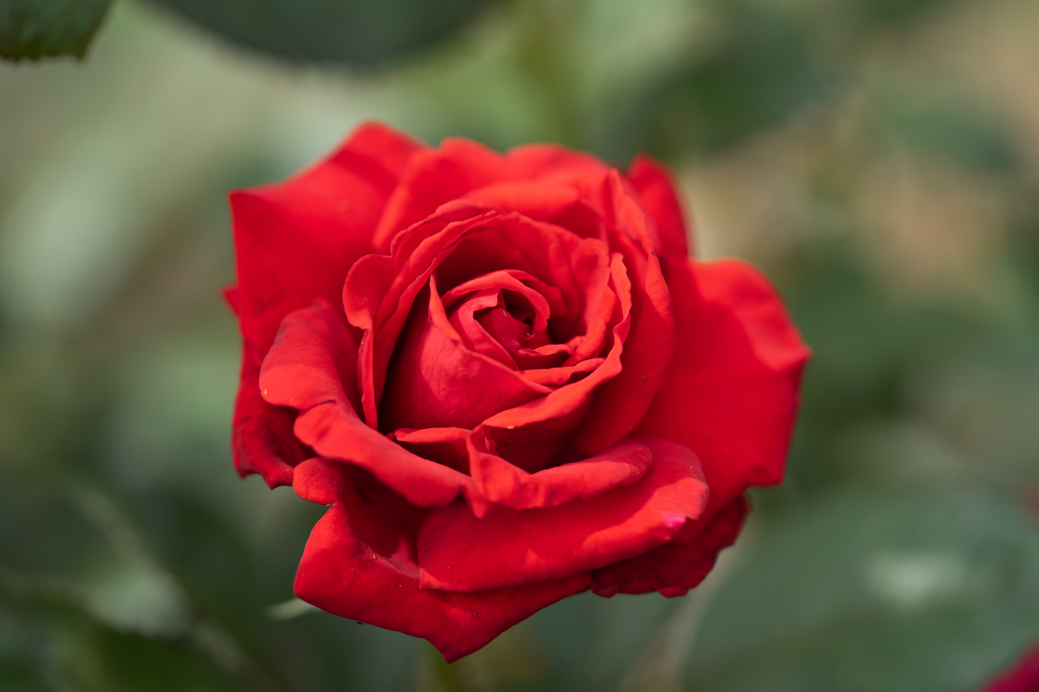 f:id:Paradisia:20190717202714j:plain