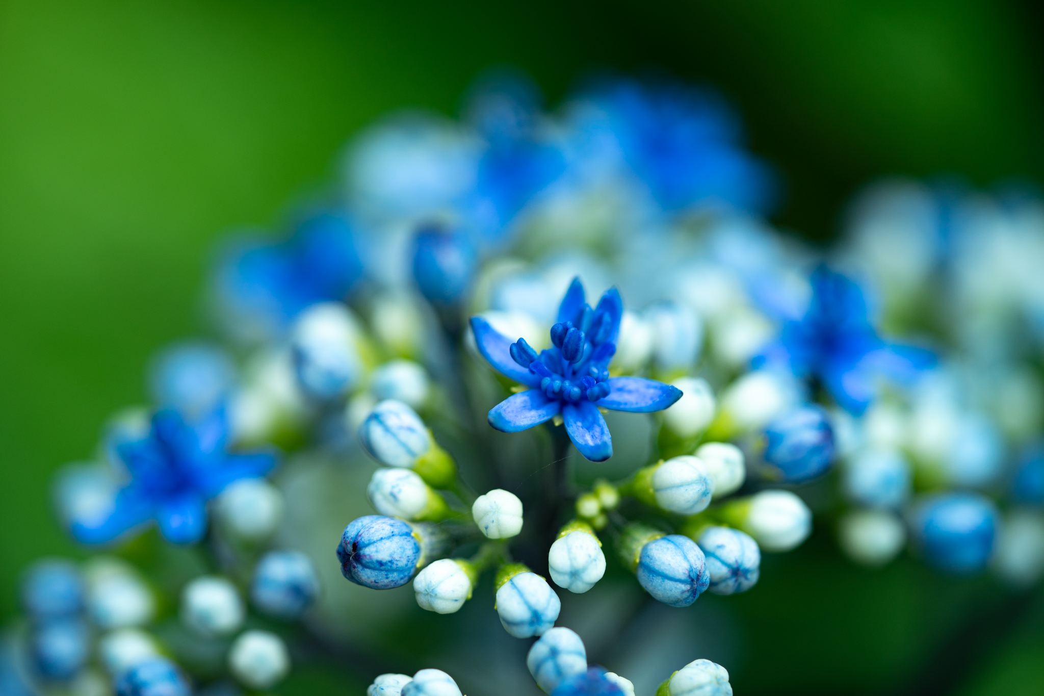 f:id:Paradisia:20190718072628j:plain