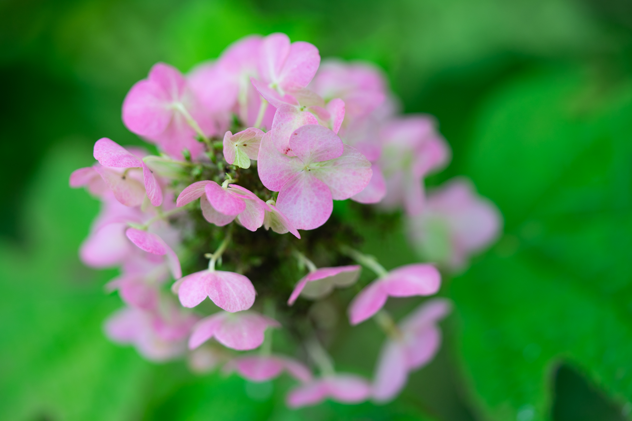 f:id:Paradisia:20190720164425j:plain f:id:Paradisia:20190720164425j:plain