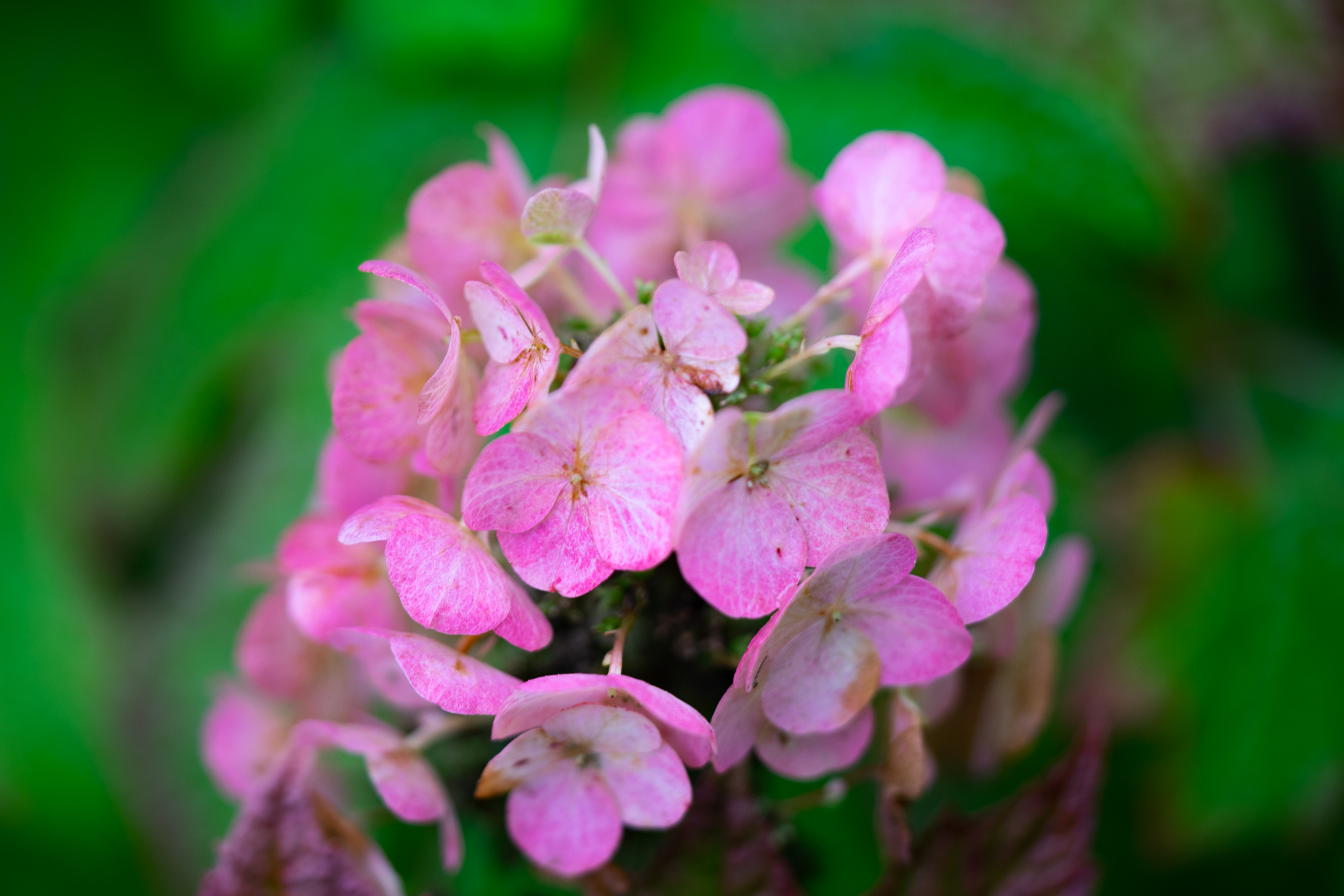 f:id:Paradisia:20190720170332j:plain f:id:Paradisia:20190720170332j:plain
