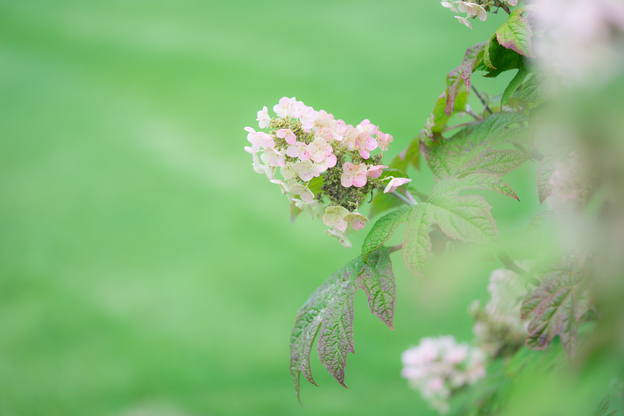 f:id:Paradisia:20190720170731j:plain f:id:Paradisia:20190720170731j:plain