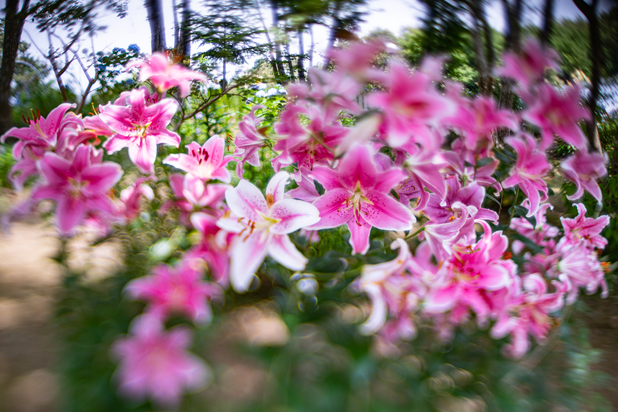 f:id:Paradisia:20190720175914j:plain f:id:Paradisia:20190720175914j:plain