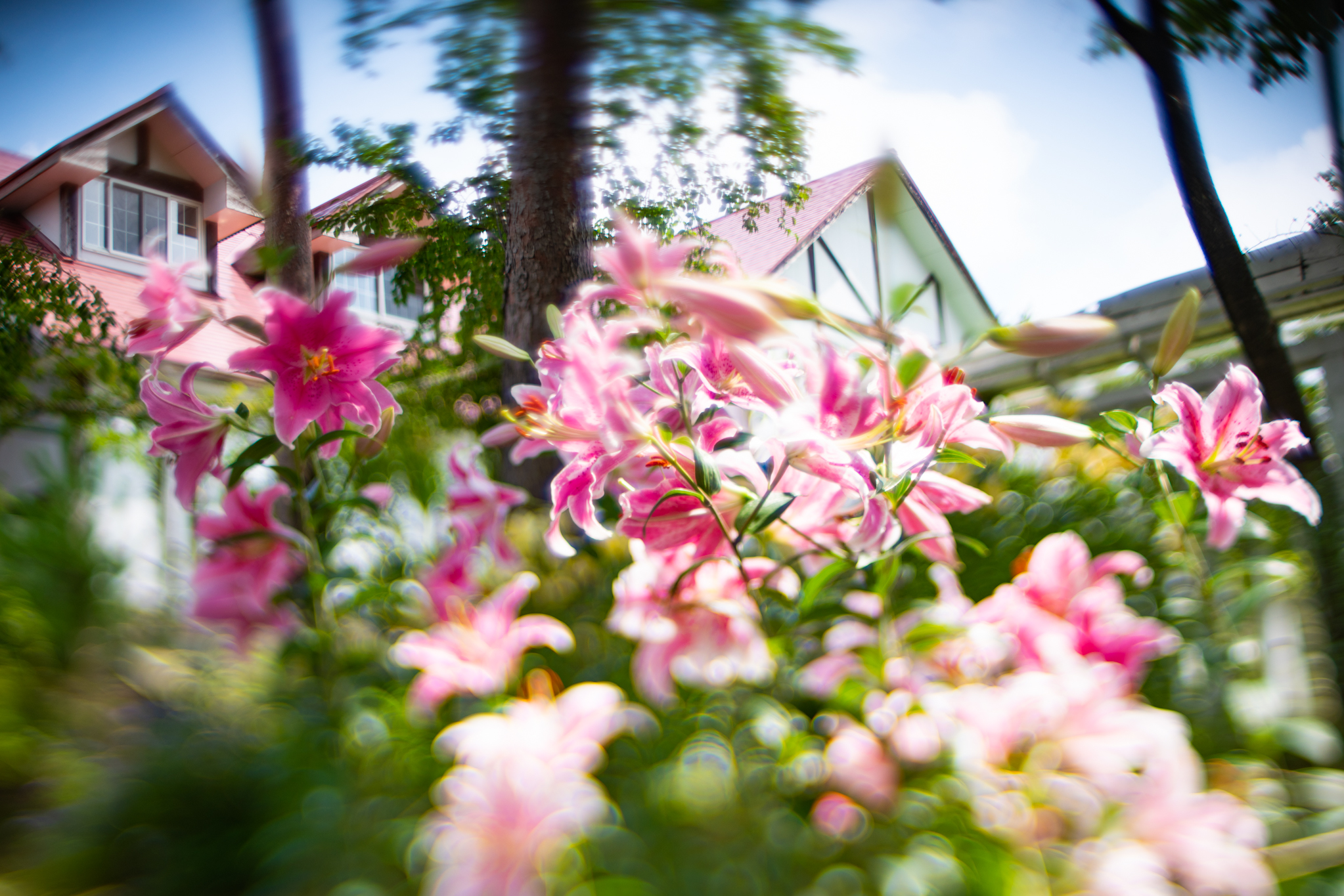 f:id:Paradisia:20190720180334j:plain f:id:Paradisia:20190720180334j:plain