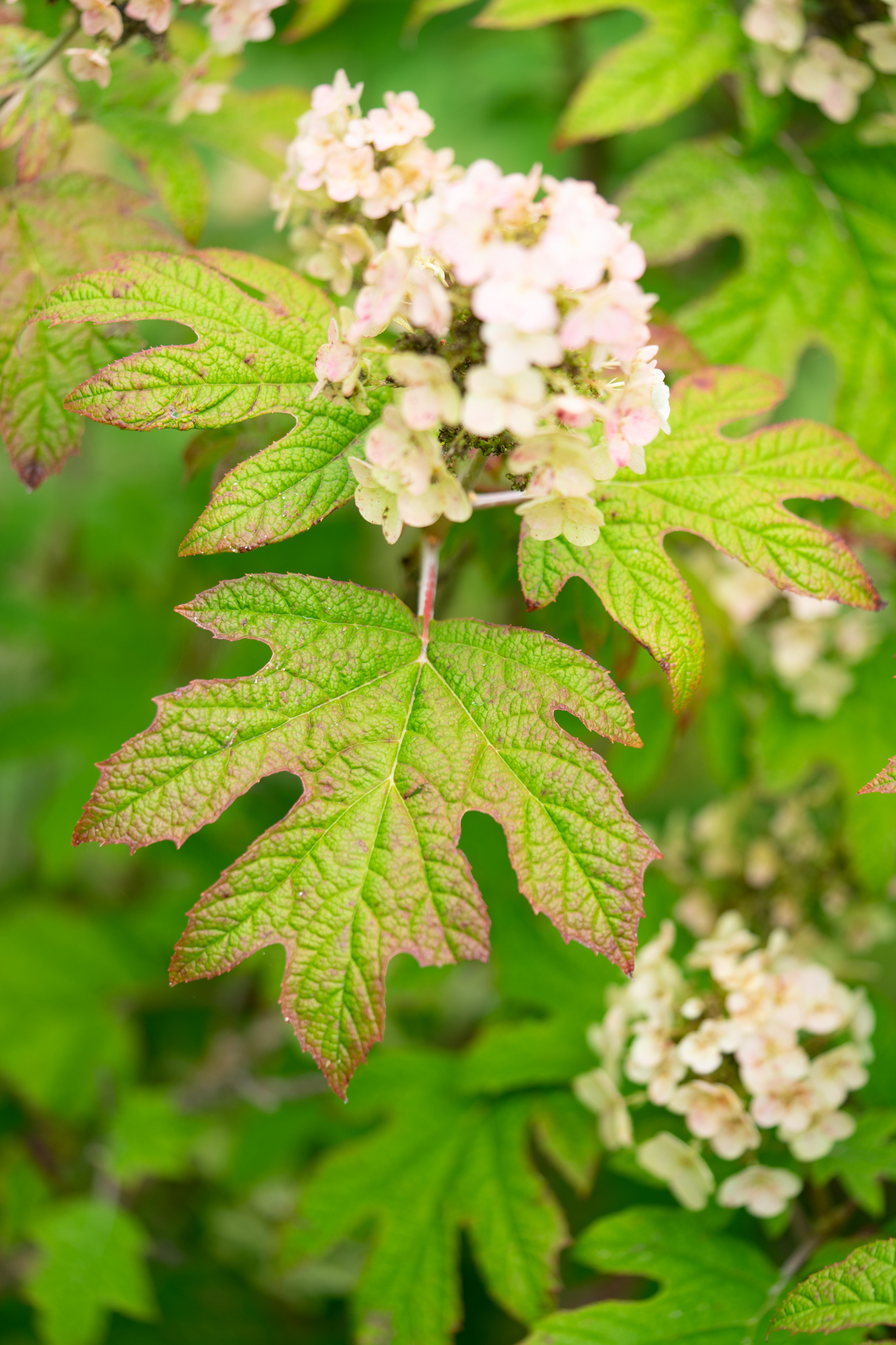 f:id:Paradisia:20190721062750j:plain f:id:Paradisia:20190721062750j:plain