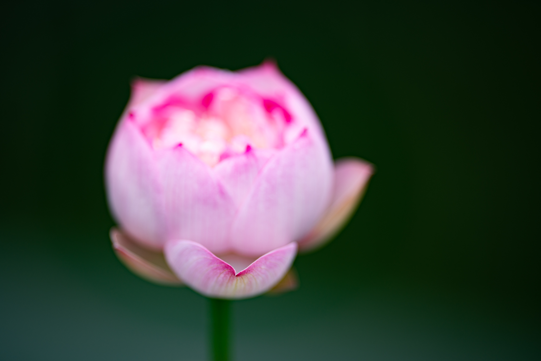 f:id:Paradisia:20190721111512j:plain