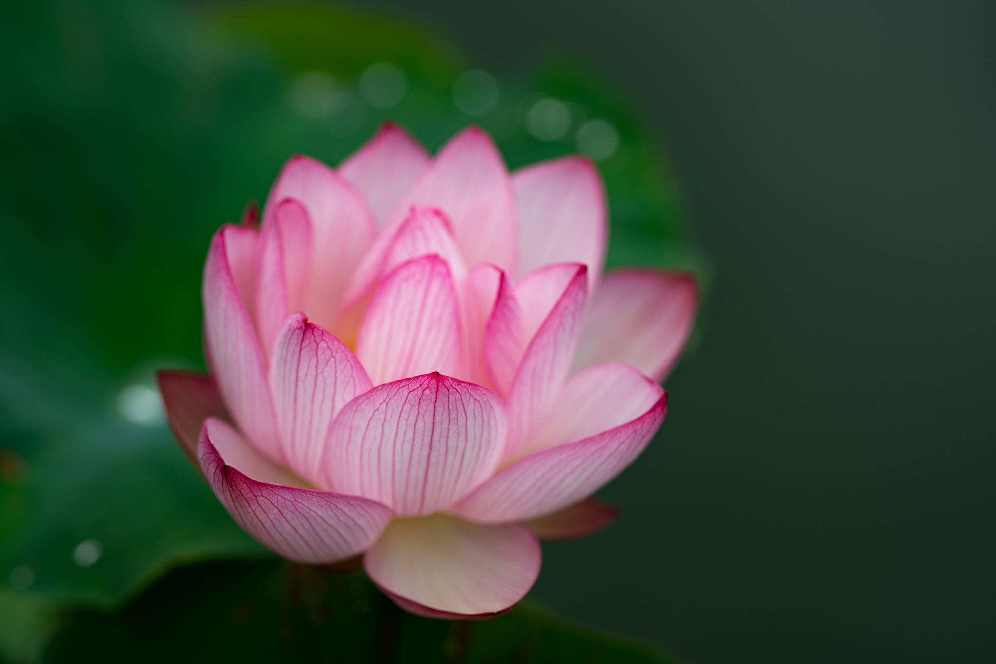 f:id:Paradisia:20190721111612j:plain