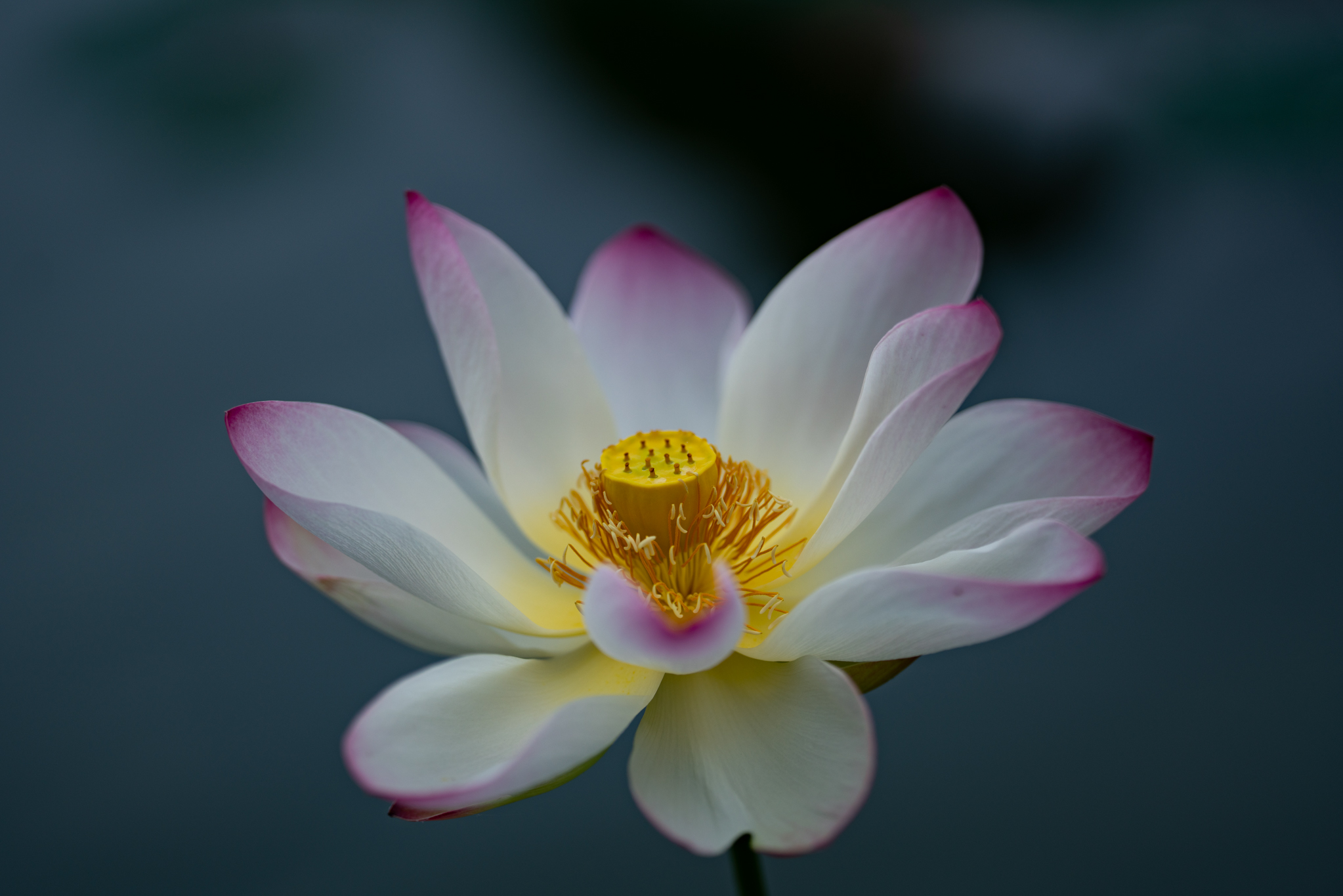 f:id:Paradisia:20190721111812j:plain f:id:Paradisia:20190721111812j:plain