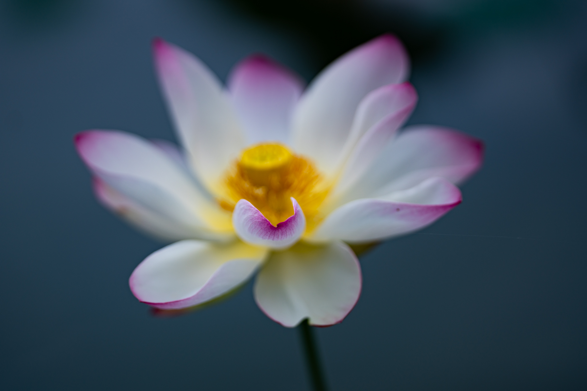 f:id:Paradisia:20190721111822j:plain f:id:Paradisia:20190721111822j:plain