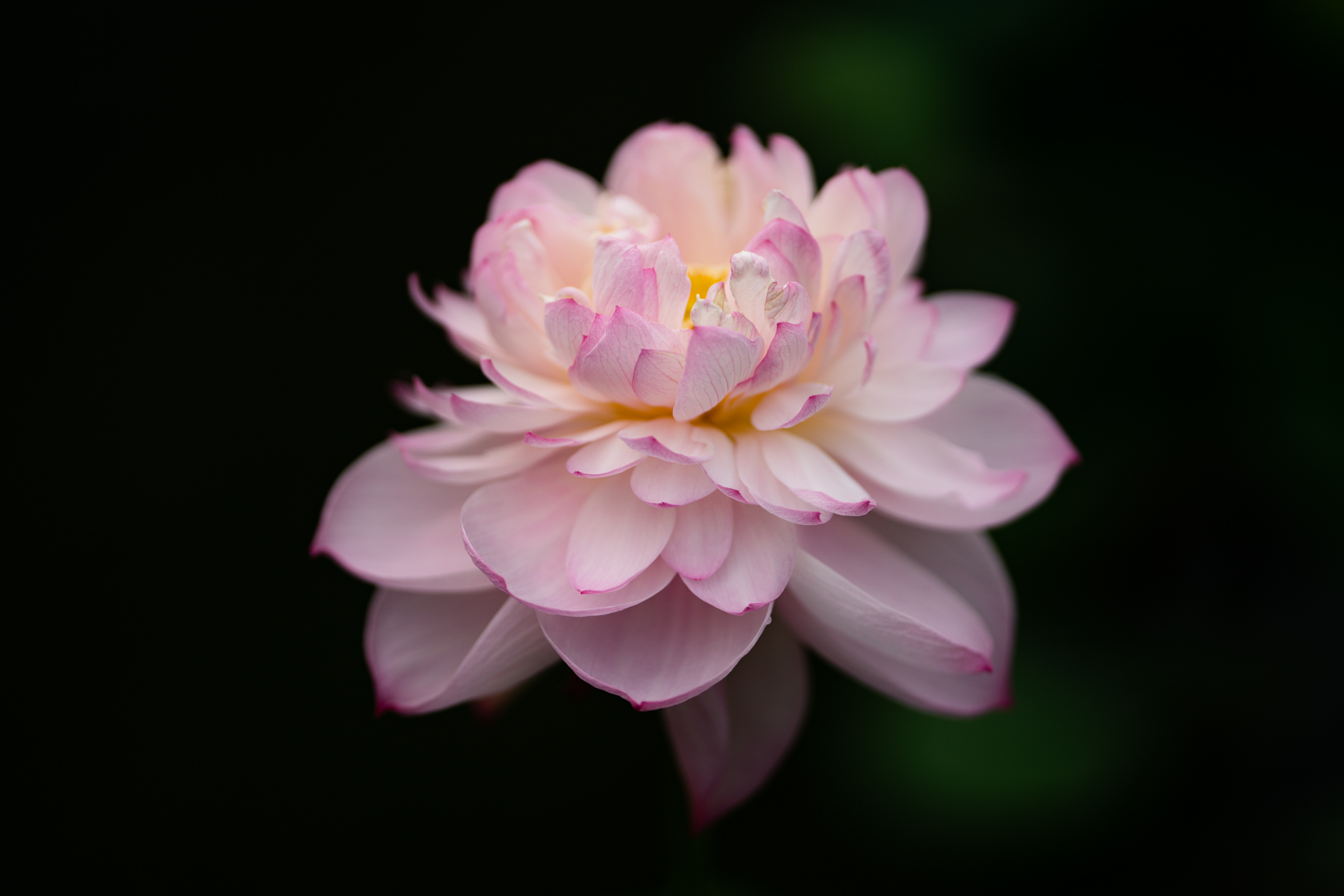 f:id:Paradisia:20190721112013j:plain