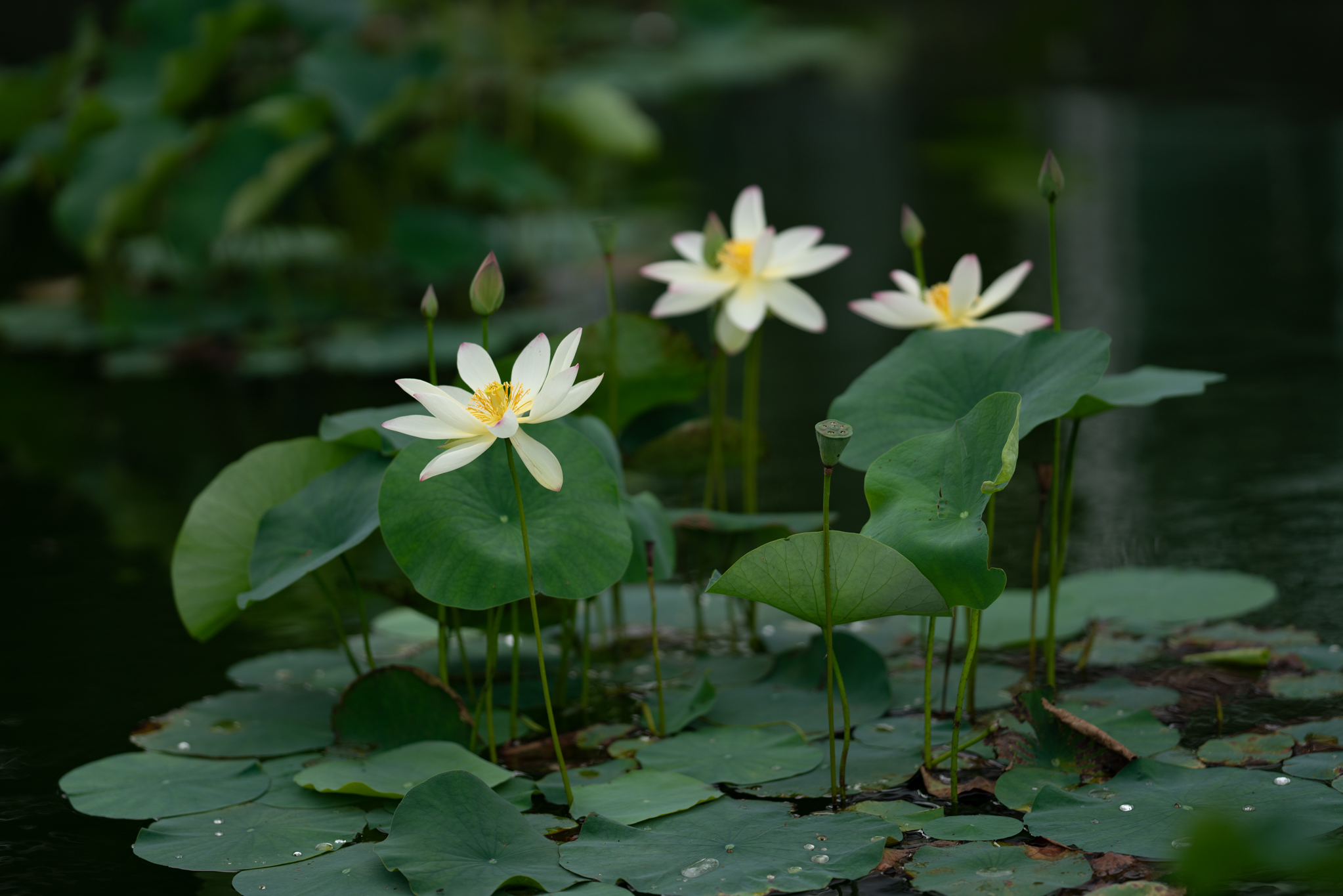 f:id:Paradisia:20190721112228j:plain