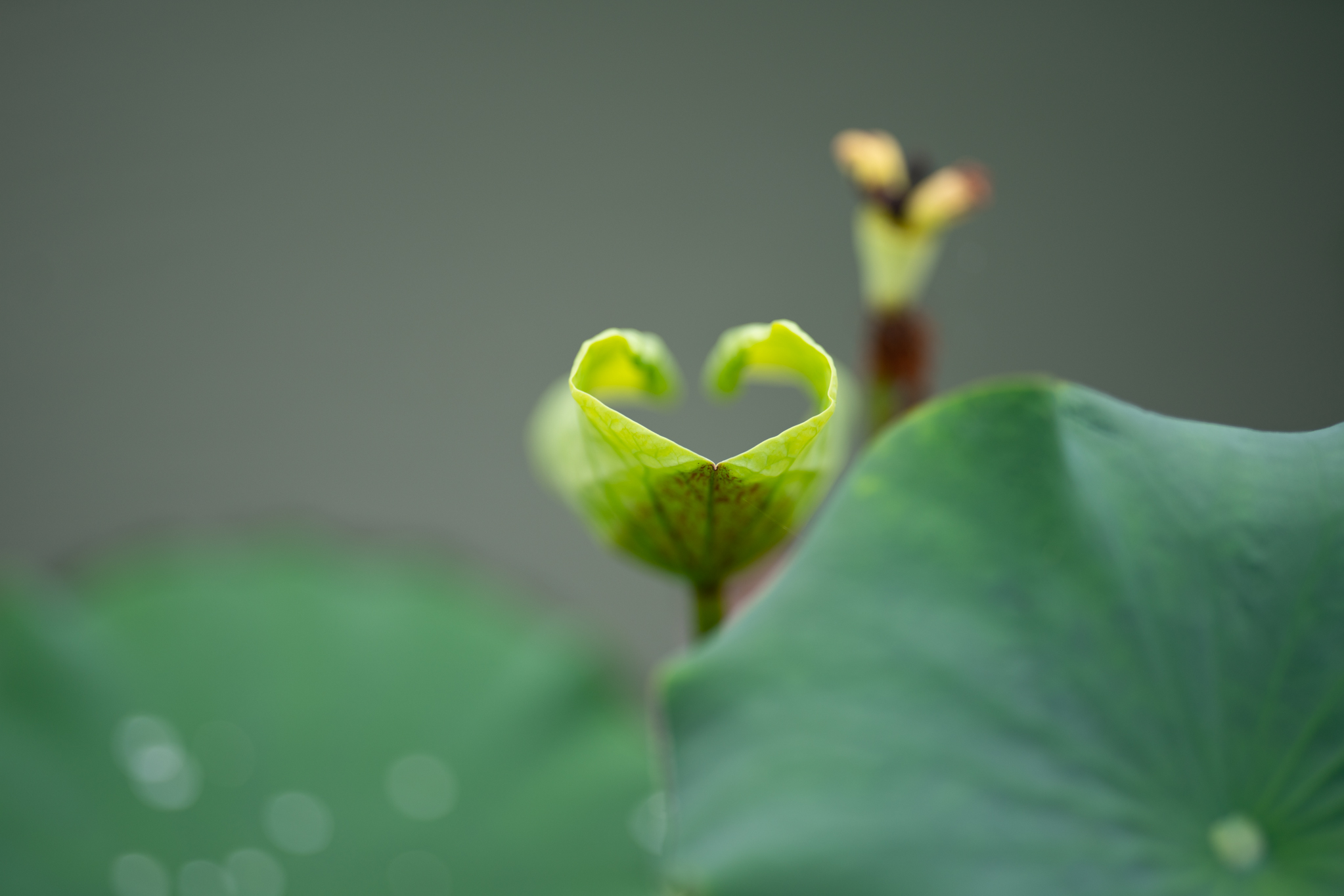 f:id:Paradisia:20190721114009j:plain