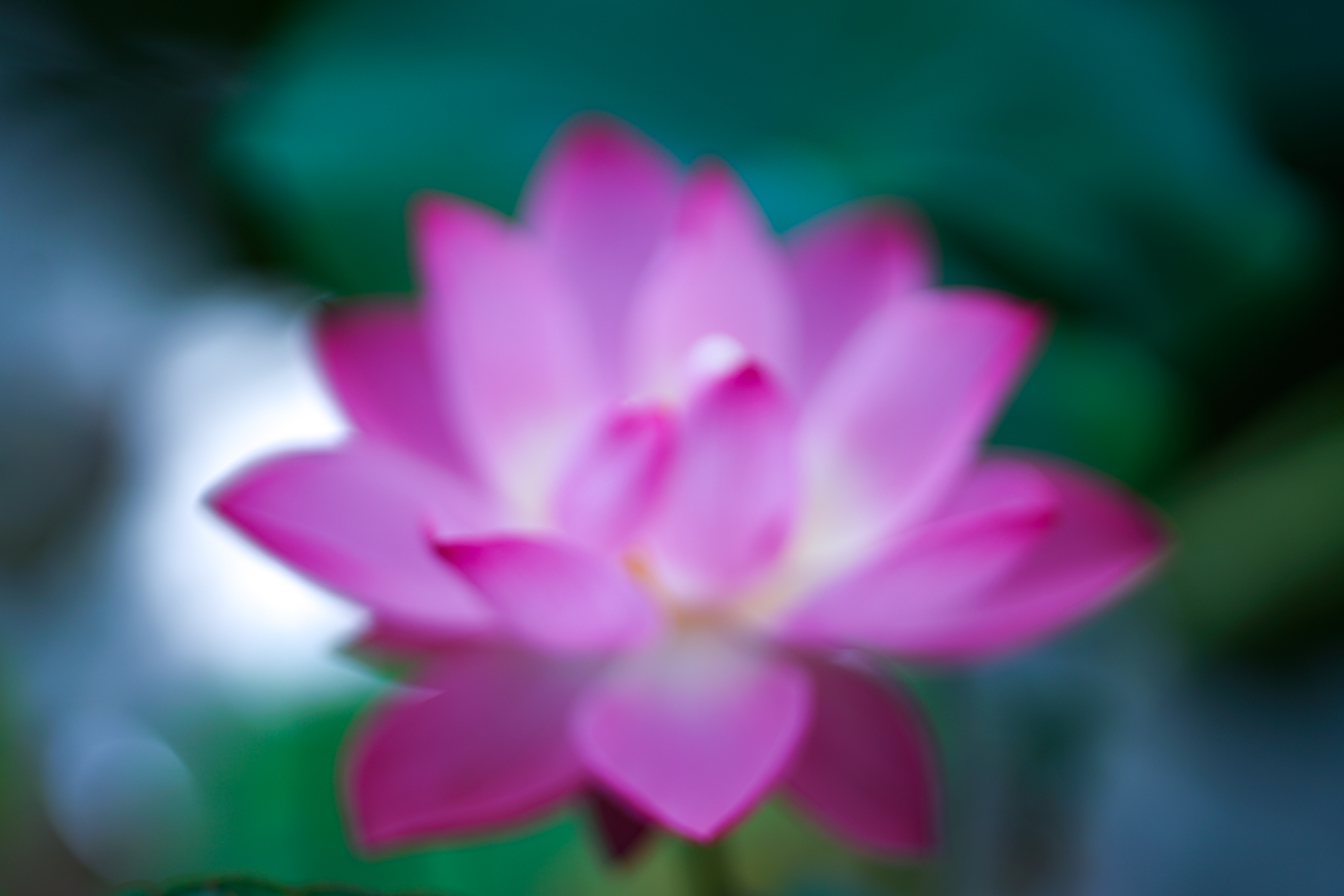 f:id:Paradisia:20190721122538j:plain f:id:Paradisia:20190721122538j:plain