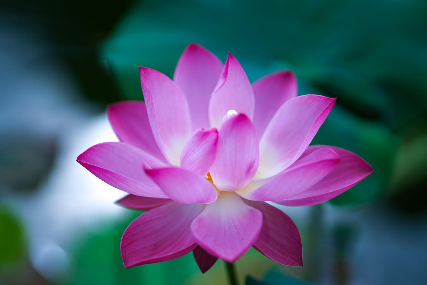 f:id:Paradisia:20190721122547j:plain f:id:Paradisia:20190721122547j:plain