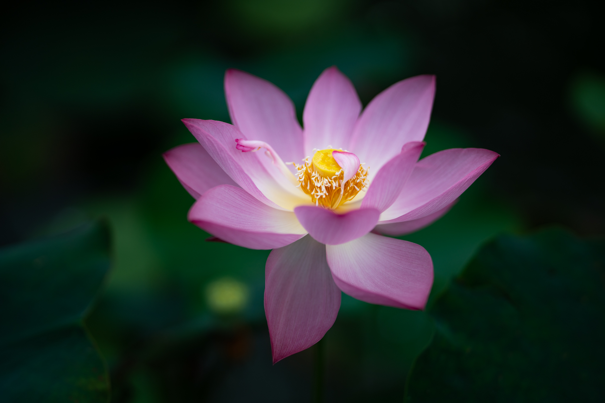 f:id:Paradisia:20190721123043j:plain