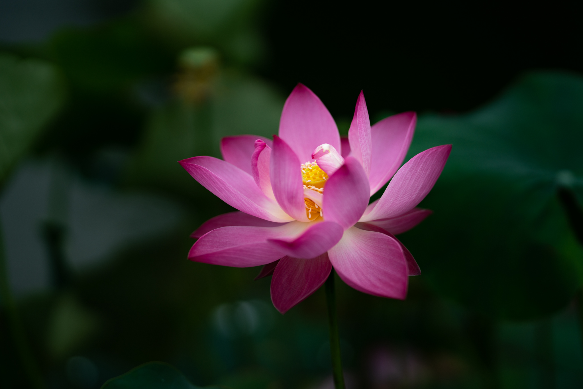 f:id:Paradisia:20190721123139j:plain f:id:Paradisia:20190721123139j:plain