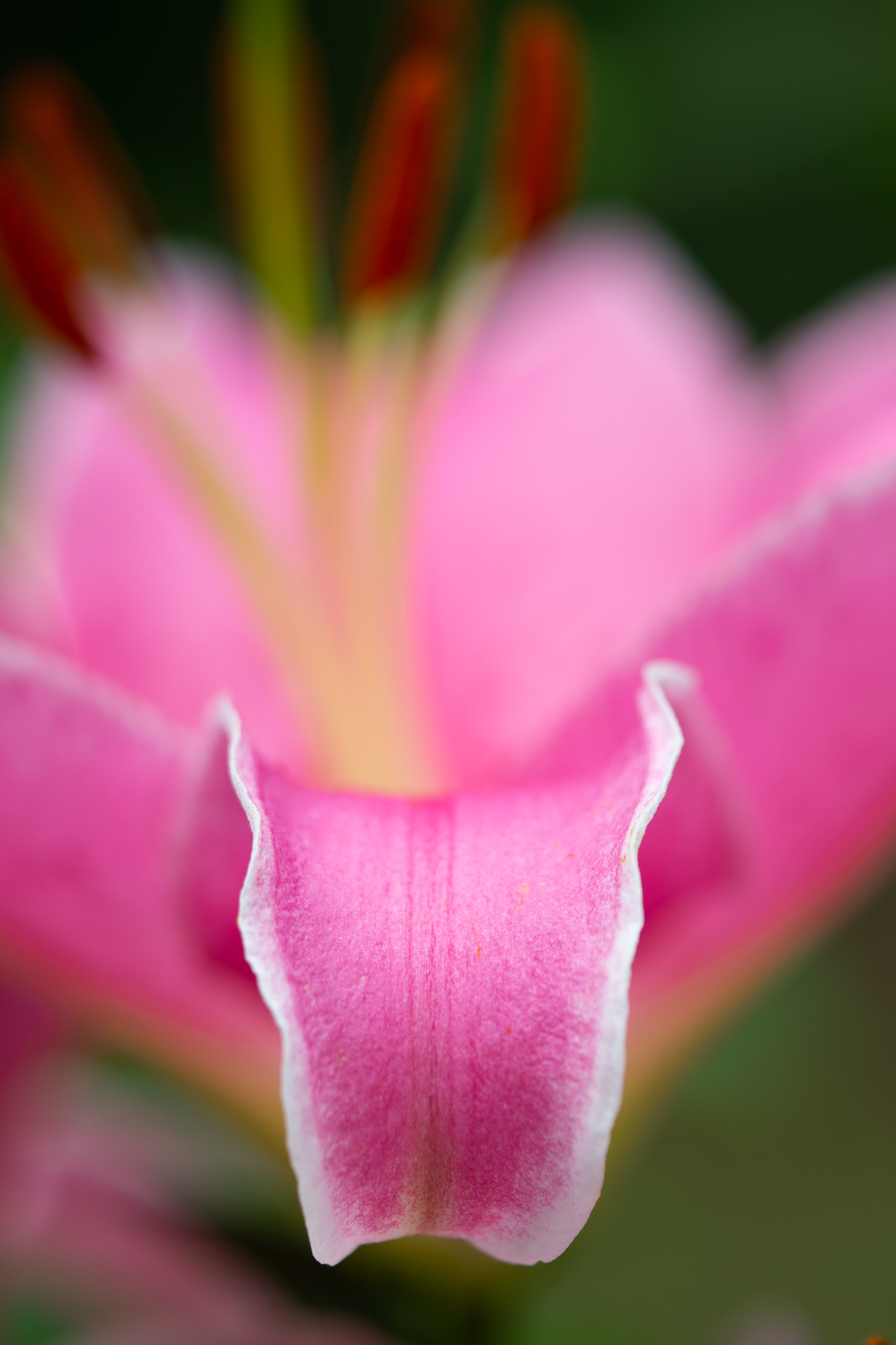 f:id:Paradisia:20190723174006j:plain f:id:Paradisia:20190723174006j:plain