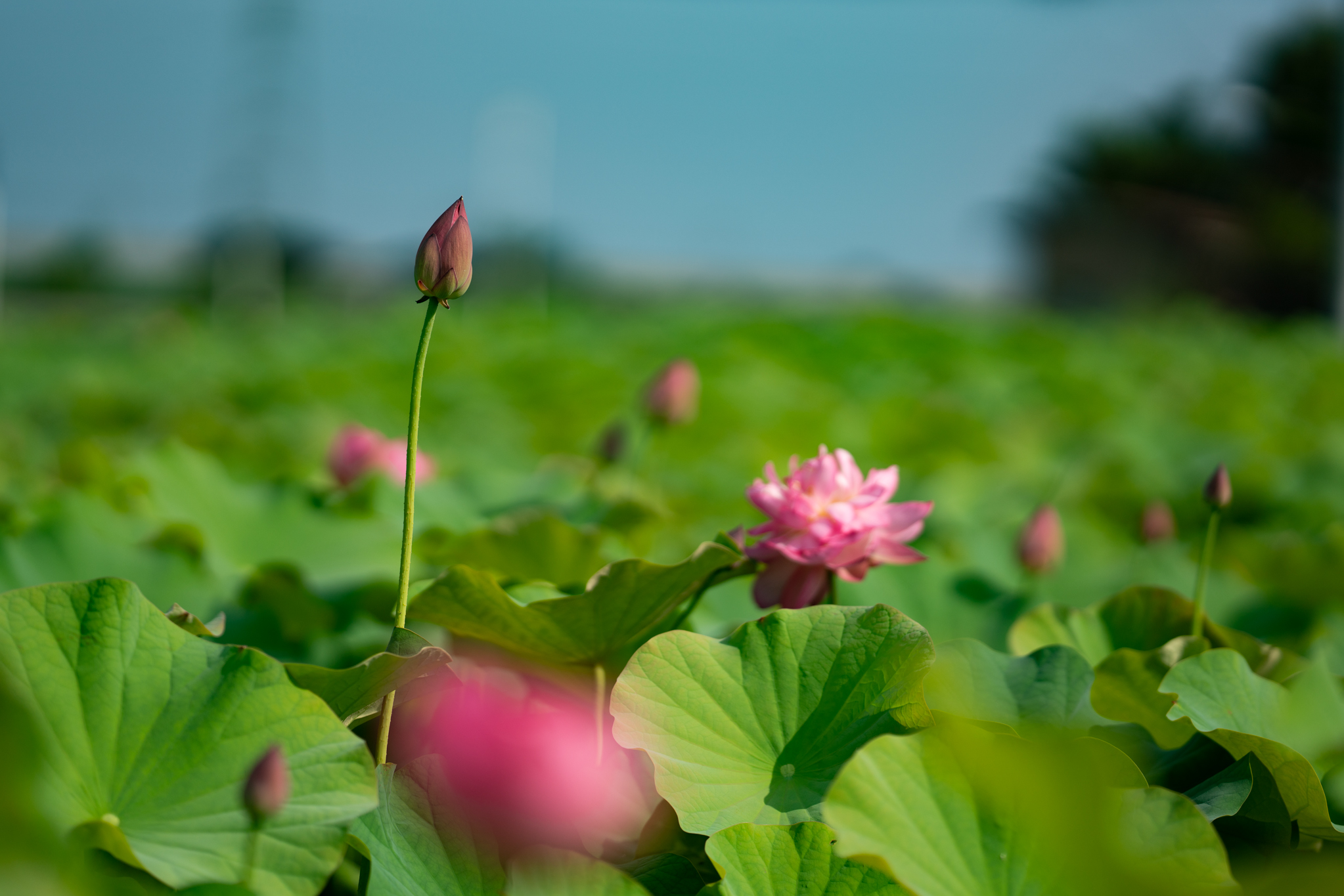 f:id:Paradisia:20190726101220j:plain f:id:Paradisia:20190726101220j:plain