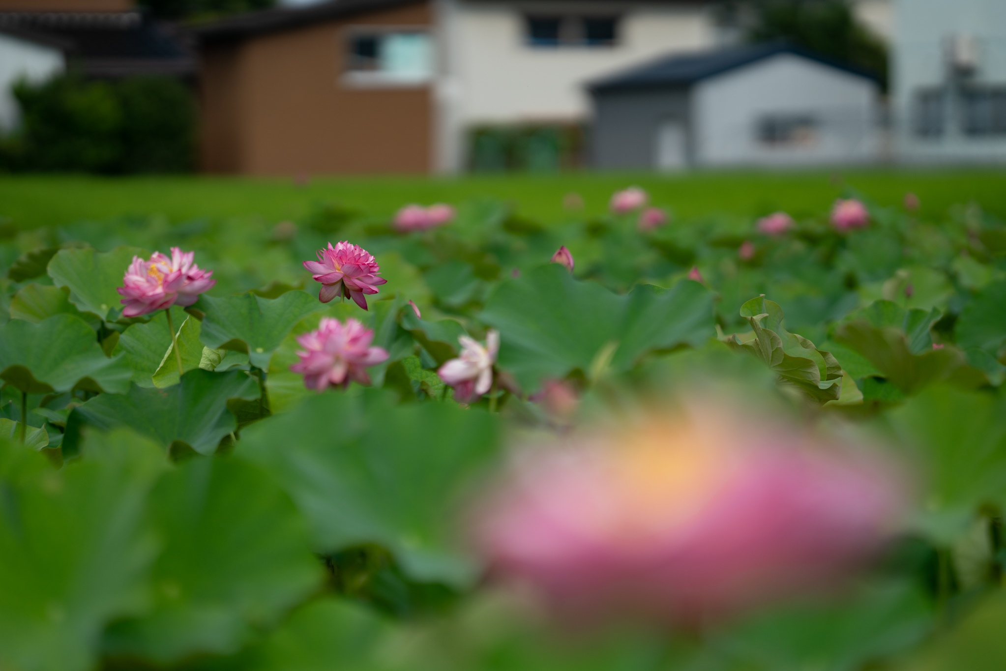 f:id:Paradisia:20190726101239j:plain