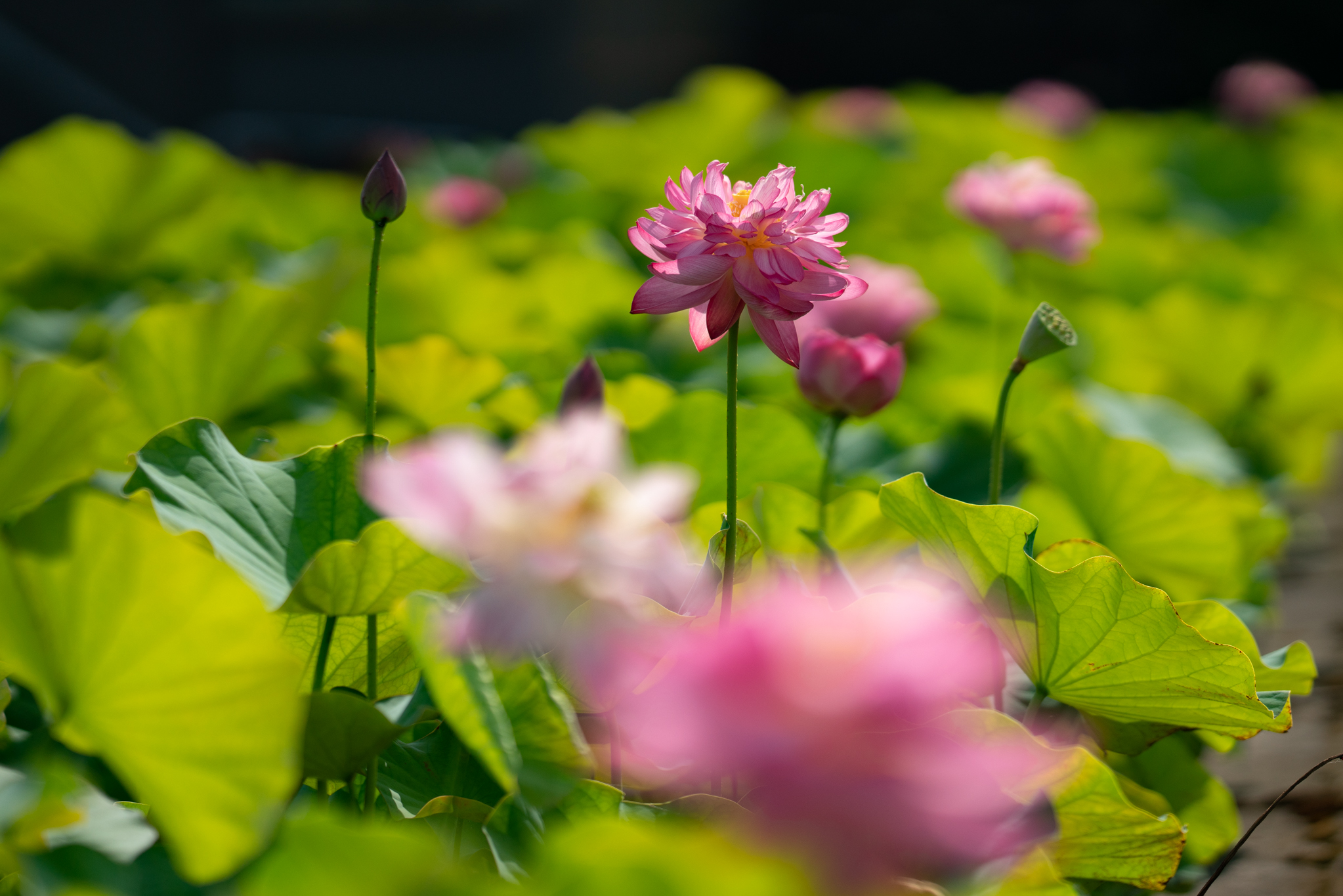 f:id:Paradisia:20190726101255j:plain f:id:Paradisia:20190726101255j:plain