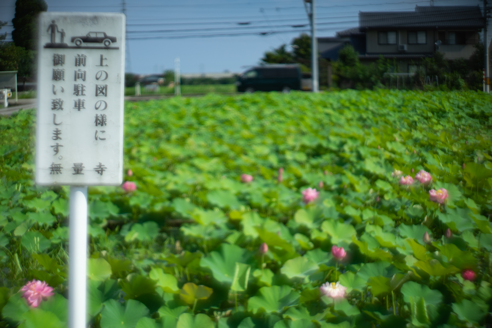 f:id:Paradisia:20190726102105j:plain