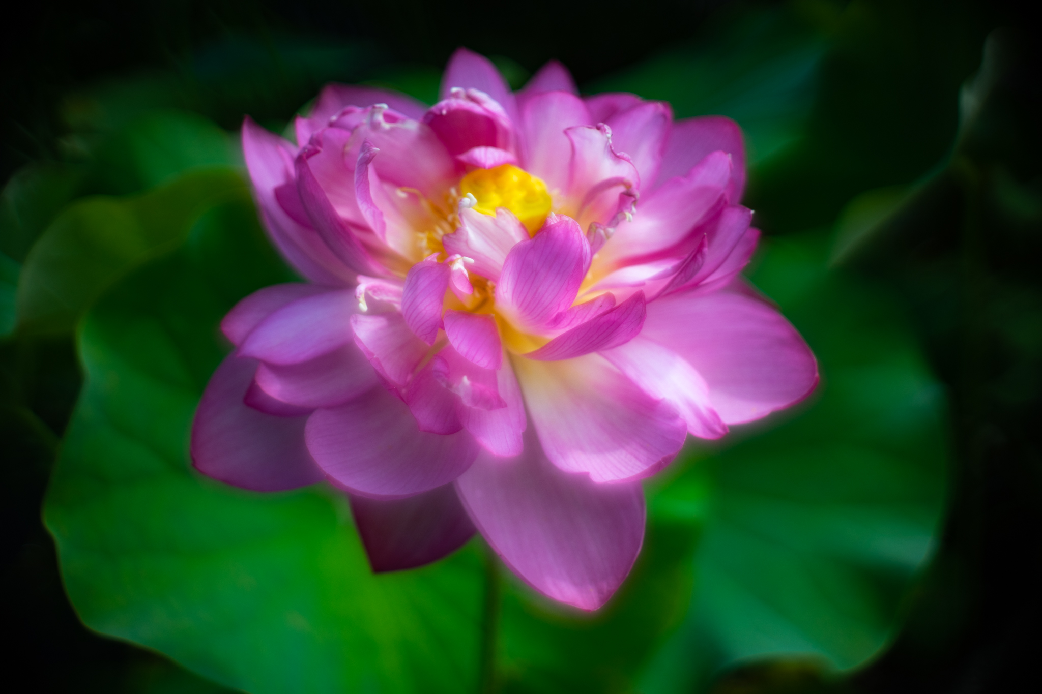 f:id:Paradisia:20190726102821j:plain