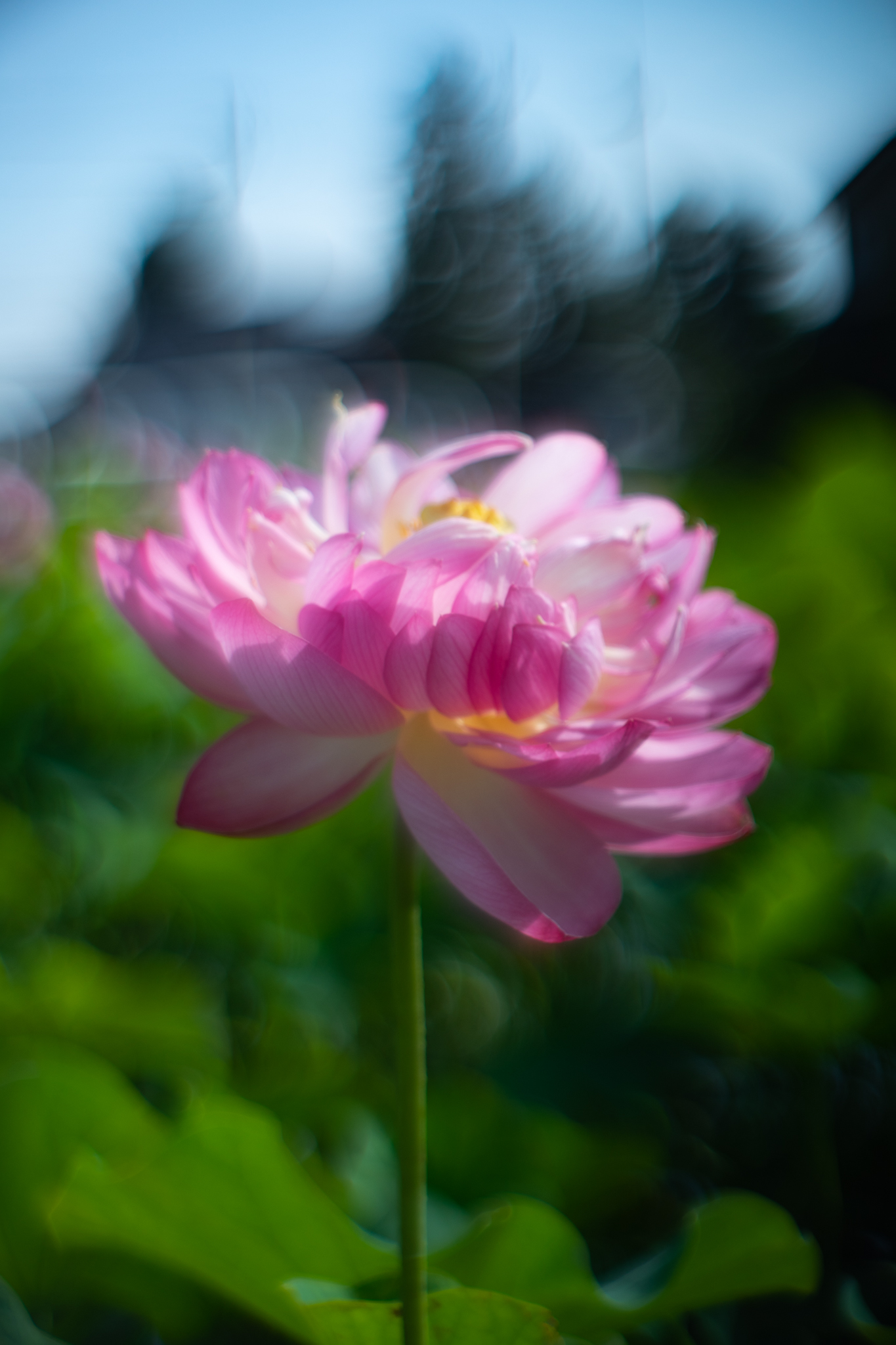 f:id:Paradisia:20190726102950j:plain