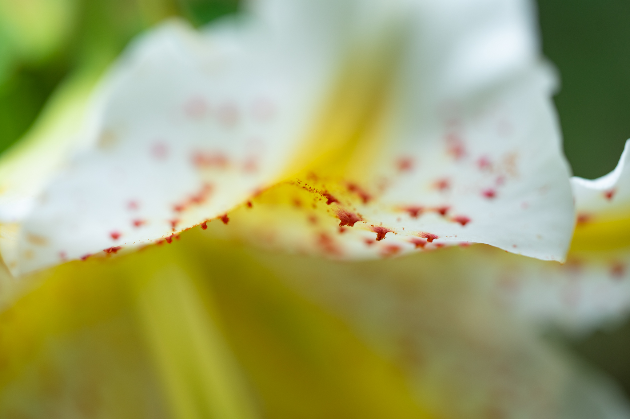 f:id:Paradisia:20190726111911j:plain f:id:Paradisia:20190726111911j:plain