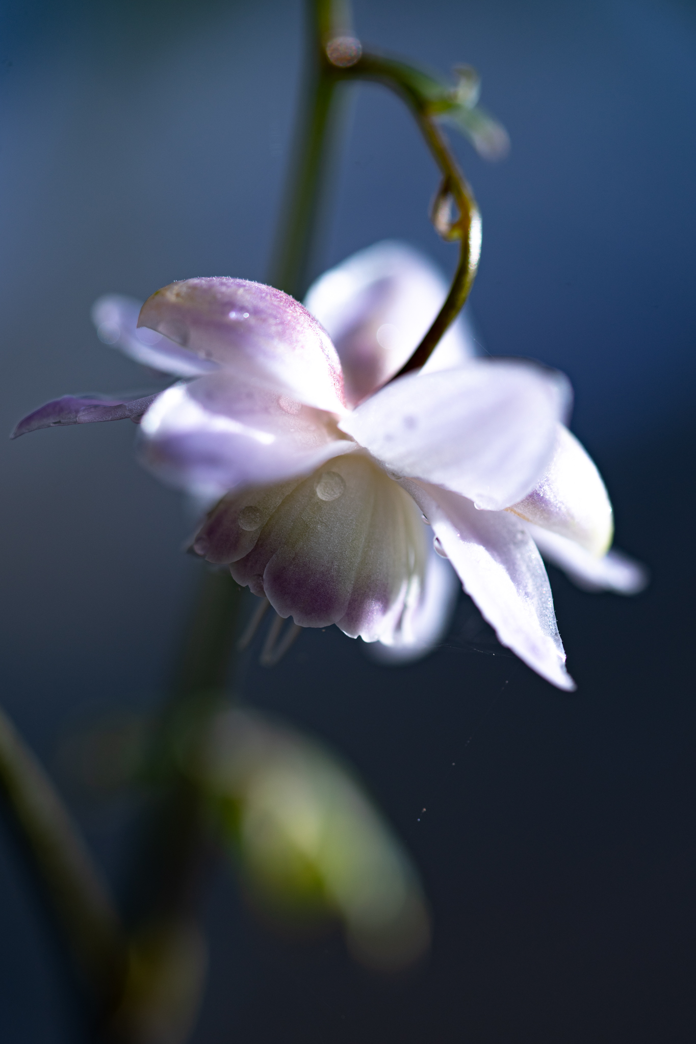 レンズ　まとめ売り　不揃い　いろいろ　※バラ売り不可 楽天市場】【まとめ買い特価】【バラ売り】iPhone 17 / 16 / 15 / 14