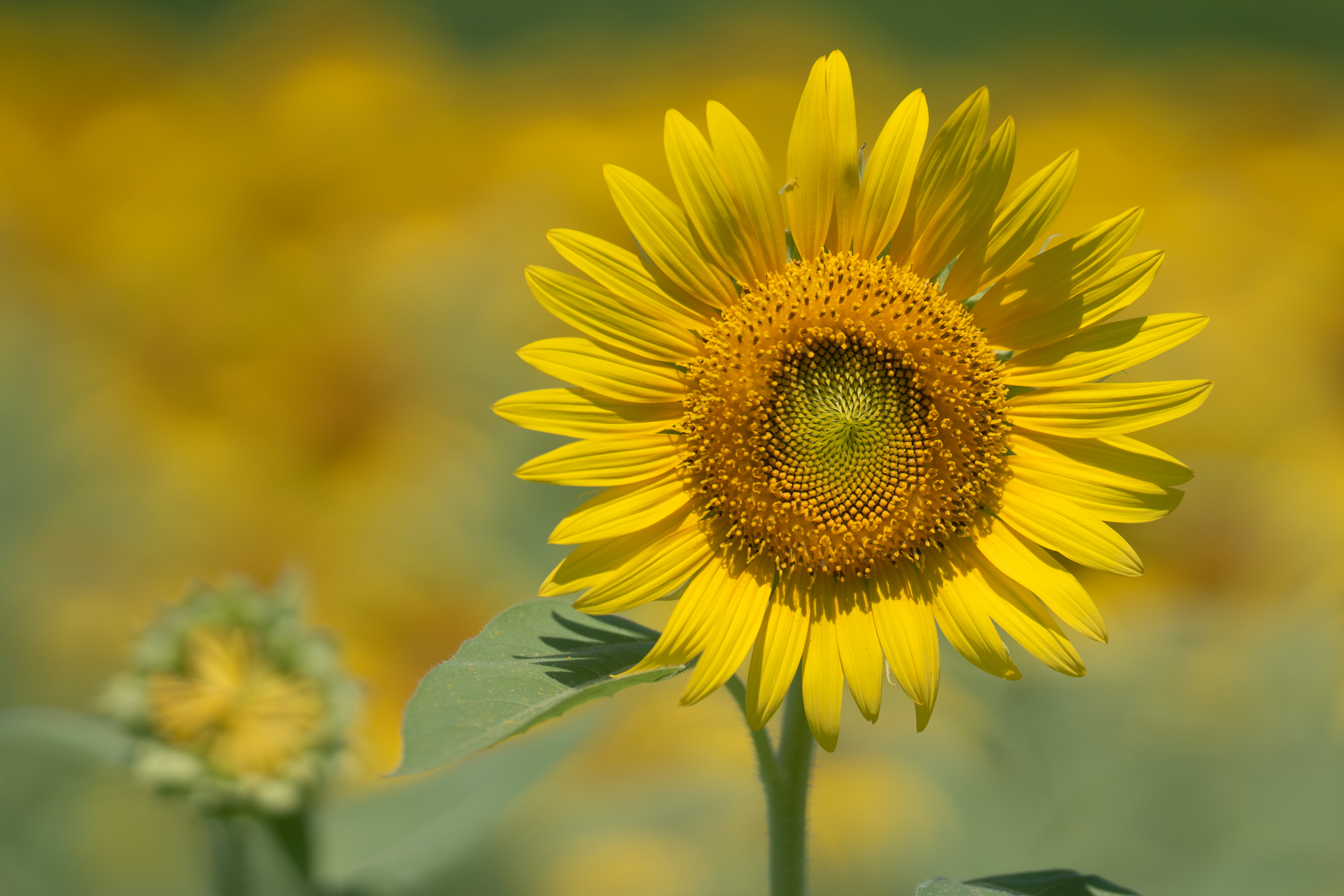 f:id:Paradisia:20190808125630j:plain f:id:Paradisia:20190808125630j:plain